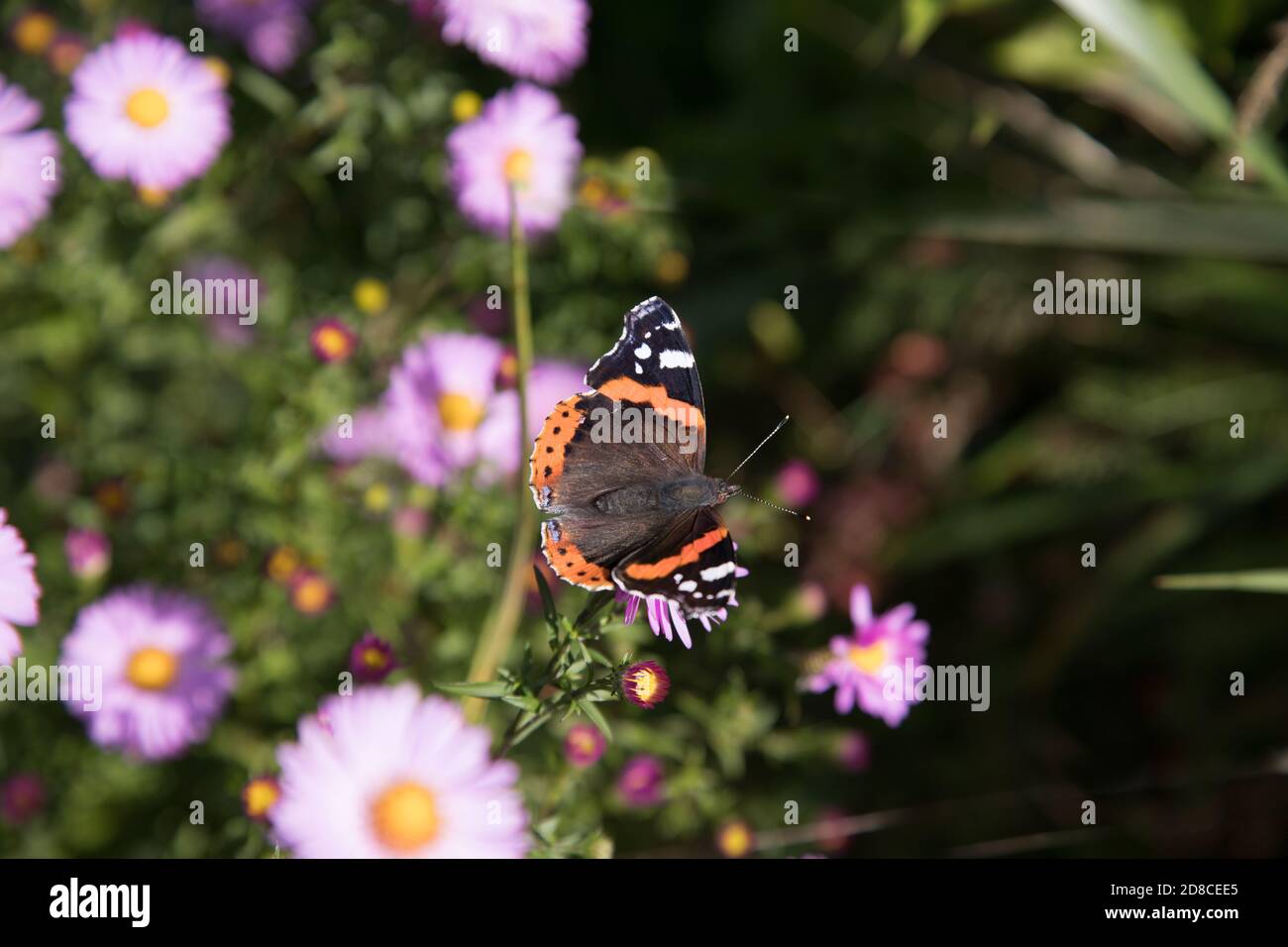 Bel giorno farfalla Ammiraglio ( Vanessa atlanta. Nymphalidae) su piante fiorite.UN posto per uno spazio di copia .orientamento orizzontale Foto Stock