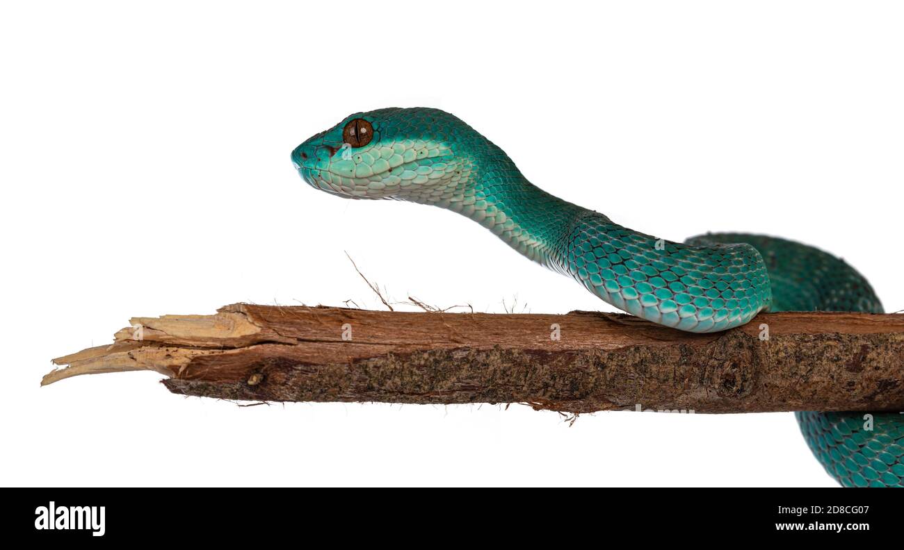 Bambino maschio blu bianco con labbro pitviper aka Trimeresurus insularis serpente, arricciato intorno ramo di legno. Isolato su sfondo bianco. Foto Stock