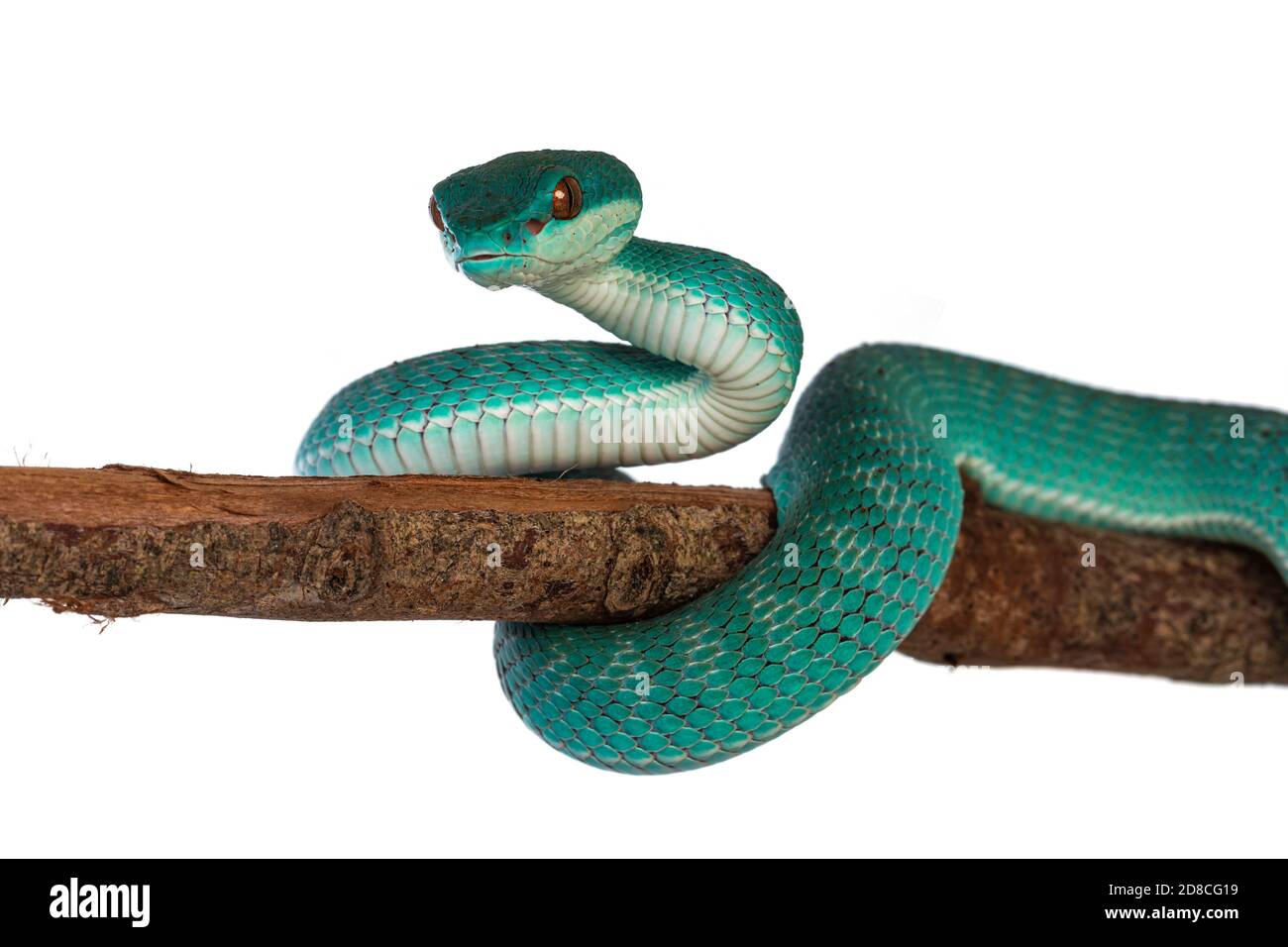 Bambino maschio blu bianco con labbro pitviper aka Trimeresurus insularis serpente, arricciato intorno ramo di legno. Isolato su sfondo bianco. Foto Stock