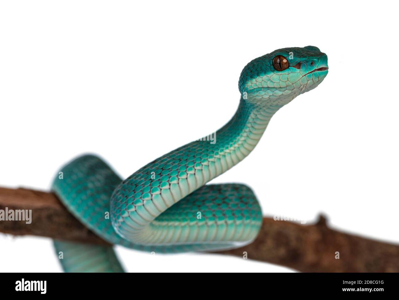 Bambino maschio blu bianco con labbro pitviper aka Trimeresurus insularis serpente, arricciato intorno ramo di legno. Isolato su sfondo bianco. Foto Stock