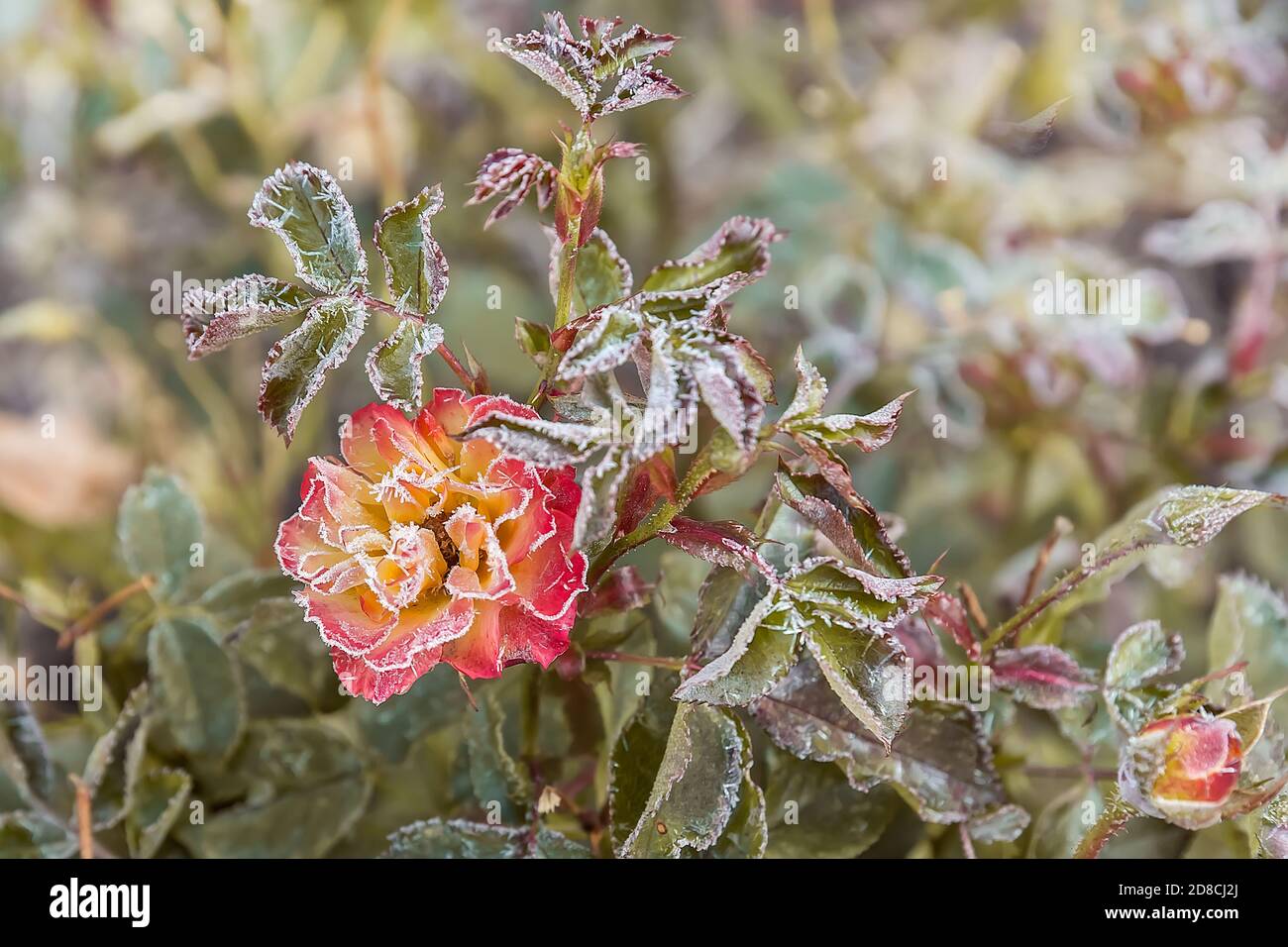Fiori di rosa di giardino nella mattina presto in autunno. Il primo gelo sui fiori e le foglie. Il primo autunno gelata. Sfondo di autunno congelato fl Foto Stock