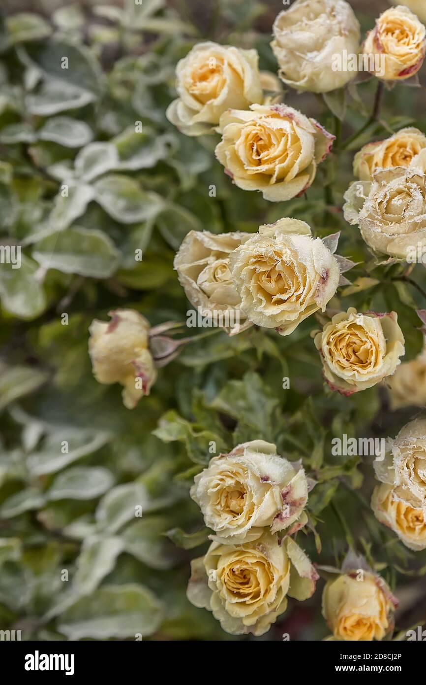 Fiori di rosa di giardino nella mattina presto in autunno. Il primo gelo sui fiori e le foglie. Il primo autunno gelata. Sfondo di autunno congelato fl Foto Stock