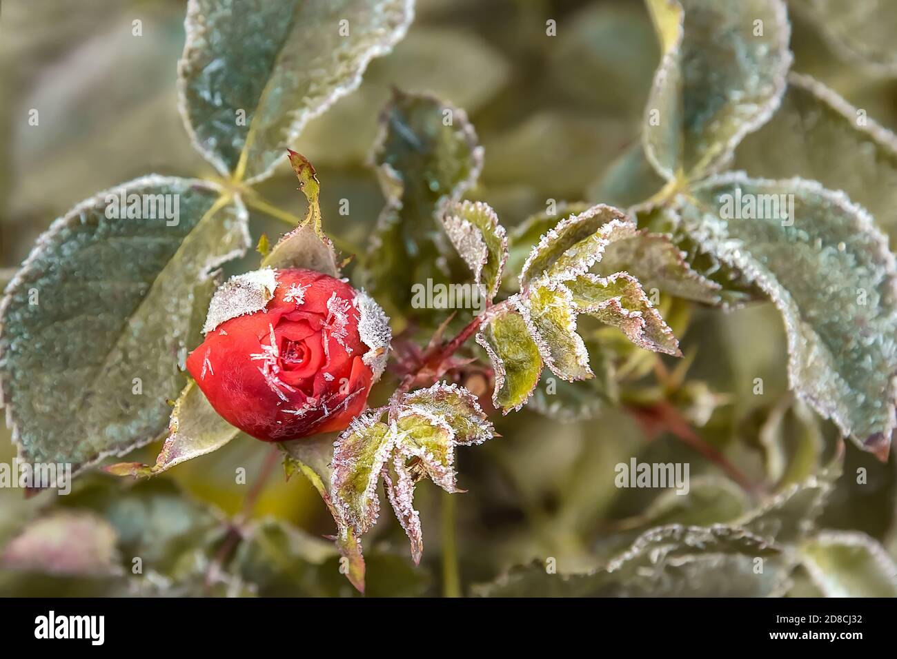 Giardino rosa Bud nella mattina presto di autunno. Il primo gelo sui fiori boccioli e foglie. Il primo autunno gelata. Sfondo di autunno congelato f Foto Stock