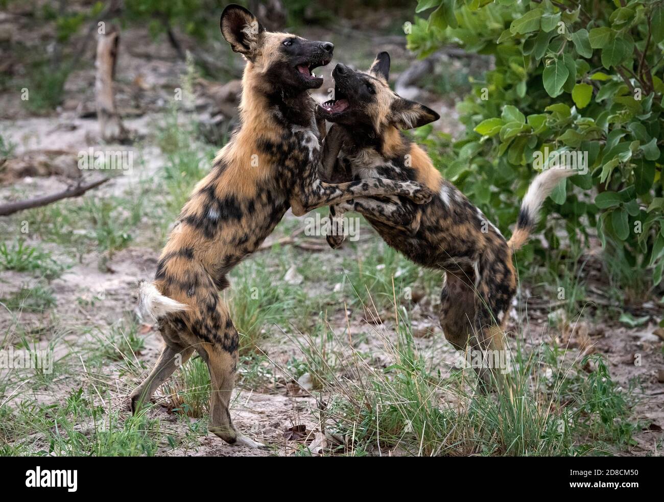 Il cane selvatico africano (Lycaon pictus), chiamato anche il cane dipinto, o cane da caccia Capo. Foto Stock