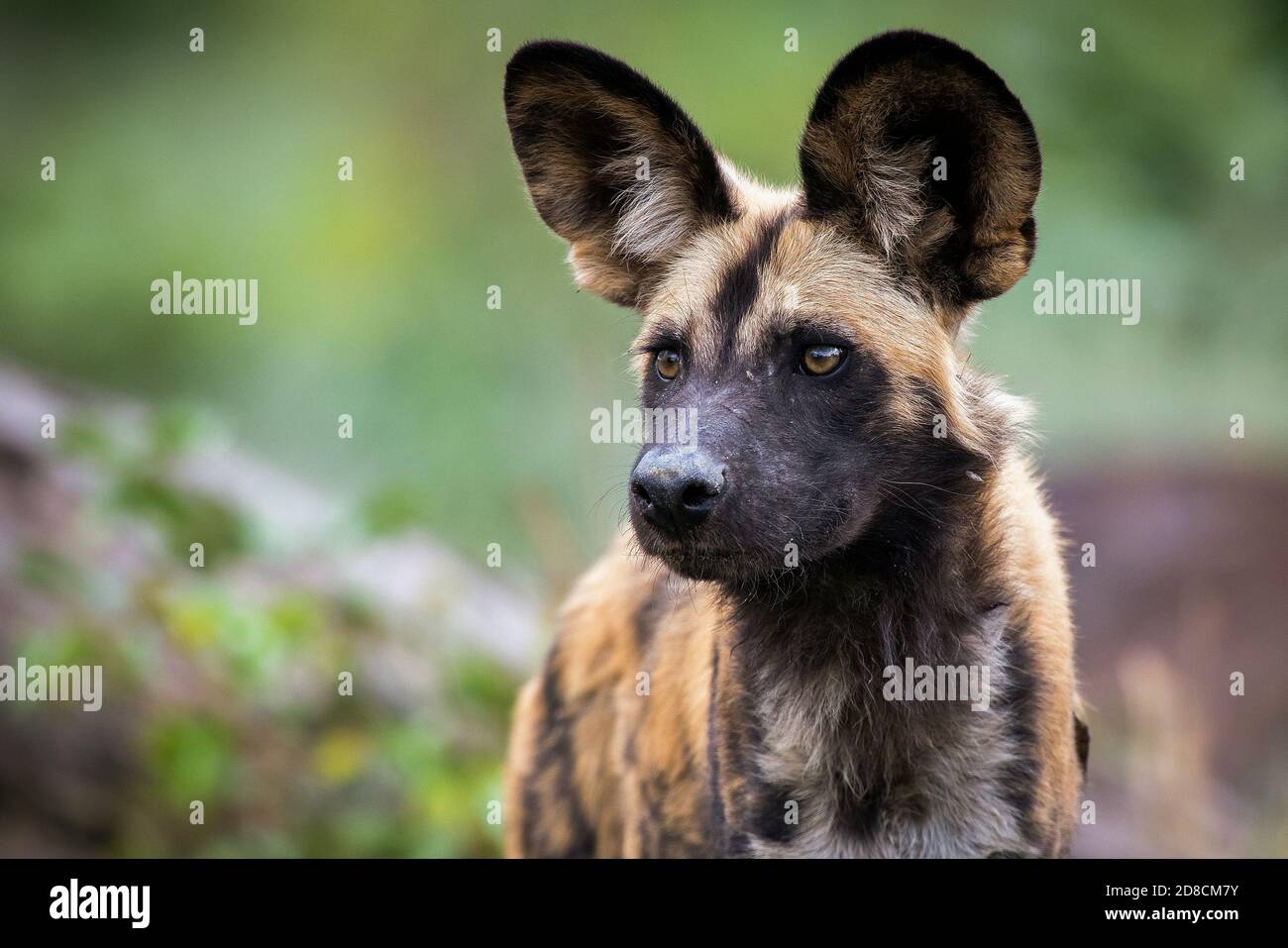 Il cane selvatico africano (Lycaon pictus), chiamato anche il cane dipinto, o cane da caccia Capo. Foto Stock