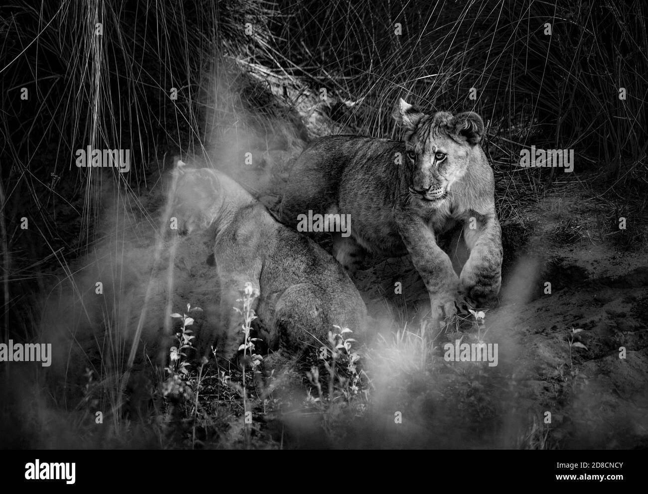 Lion (Panthera leo) Africa Foto Stock