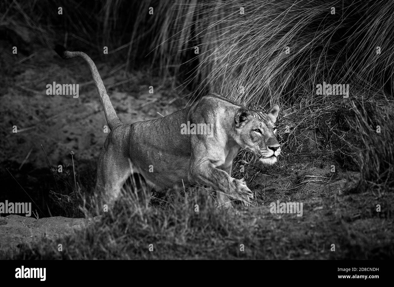 Lion (Panthera leo) Africa Foto Stock