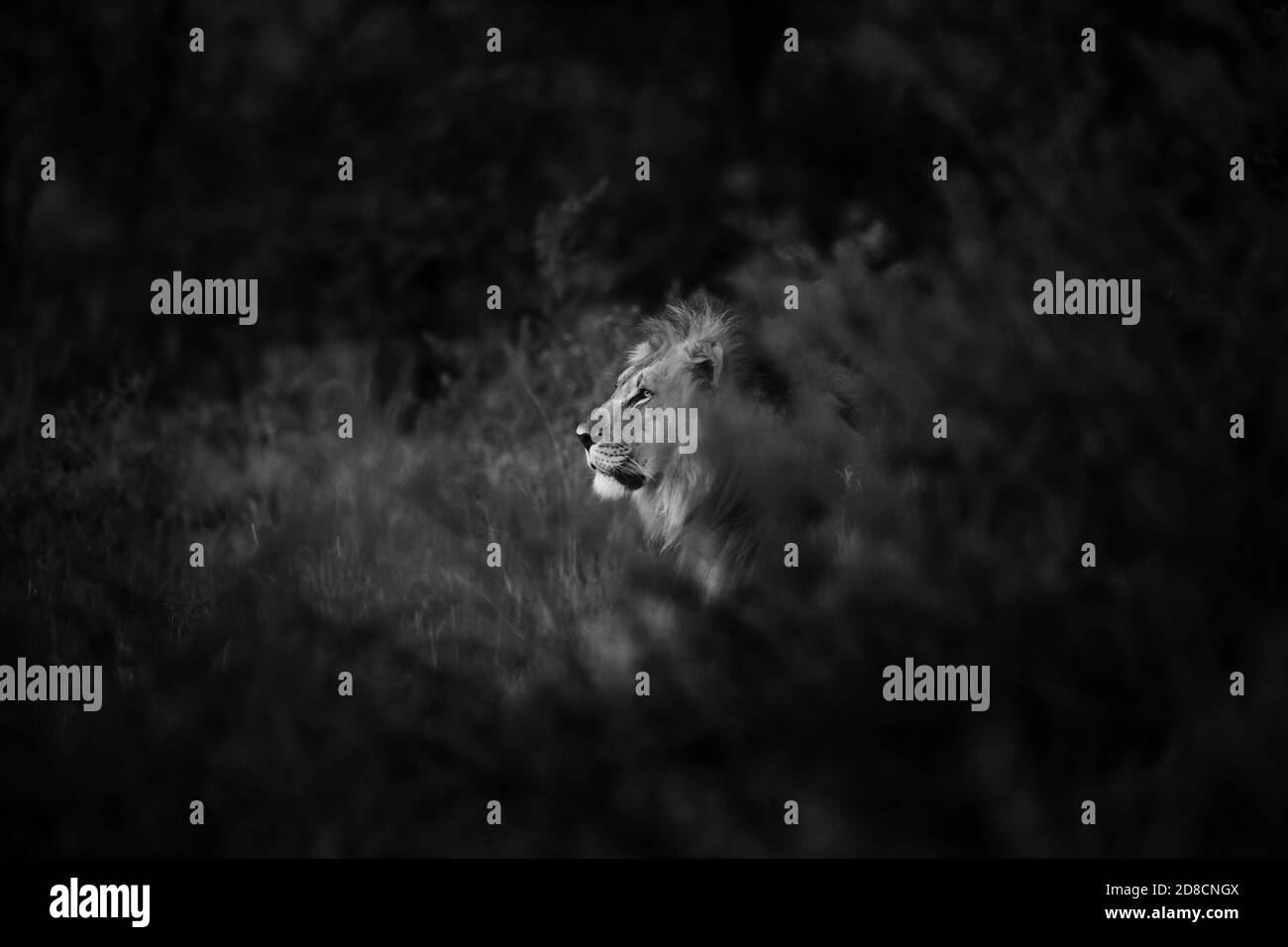 Lion (Panthera leo) Africa Foto Stock