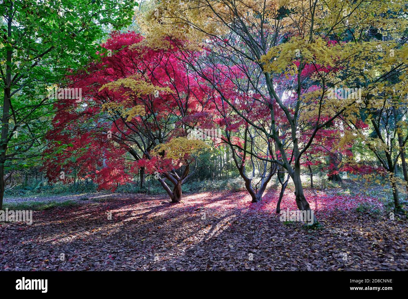 Bei colori autunnali presi nel giardino d'autunno, Queenswood, Herefordshire Foto Stock