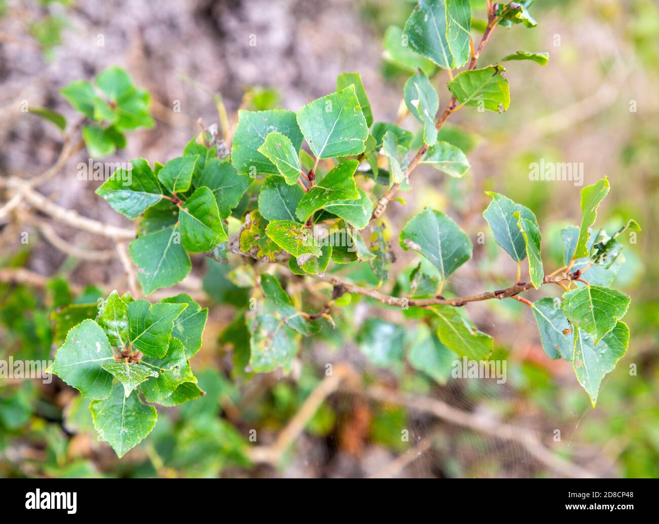 Dettaglio di foglie di populus nigra, pioppo nero, originario della Gran Bretagna, Butley, Suffolk, Inghilterra, Regno Unito Foto Stock