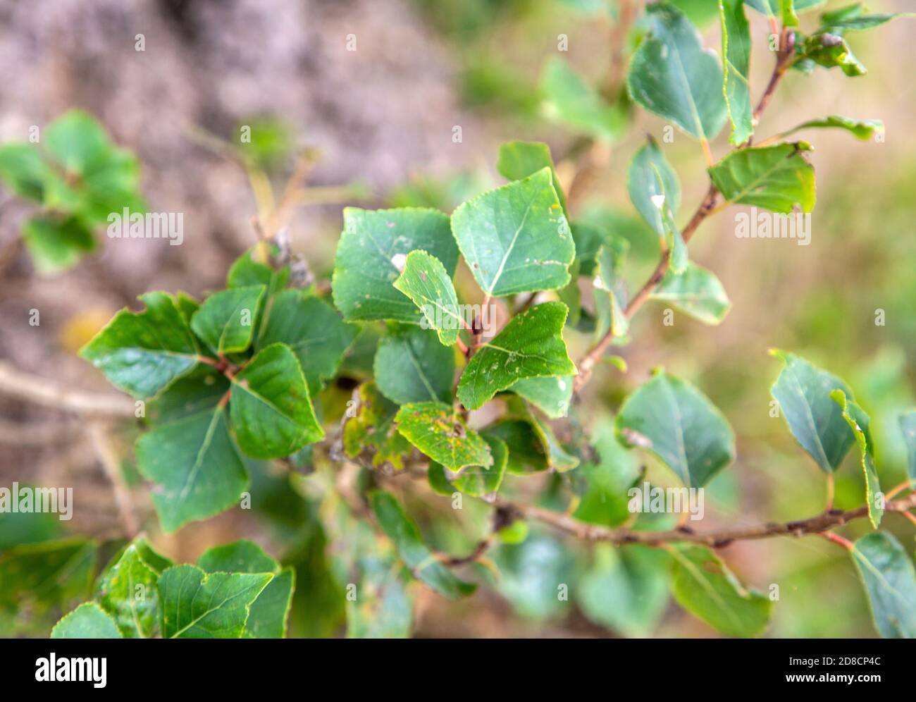 Dettaglio di foglie di populus nigra, pioppo nero, originario della Gran Bretagna, Butley, Suffolk, Inghilterra, Regno Unito Foto Stock