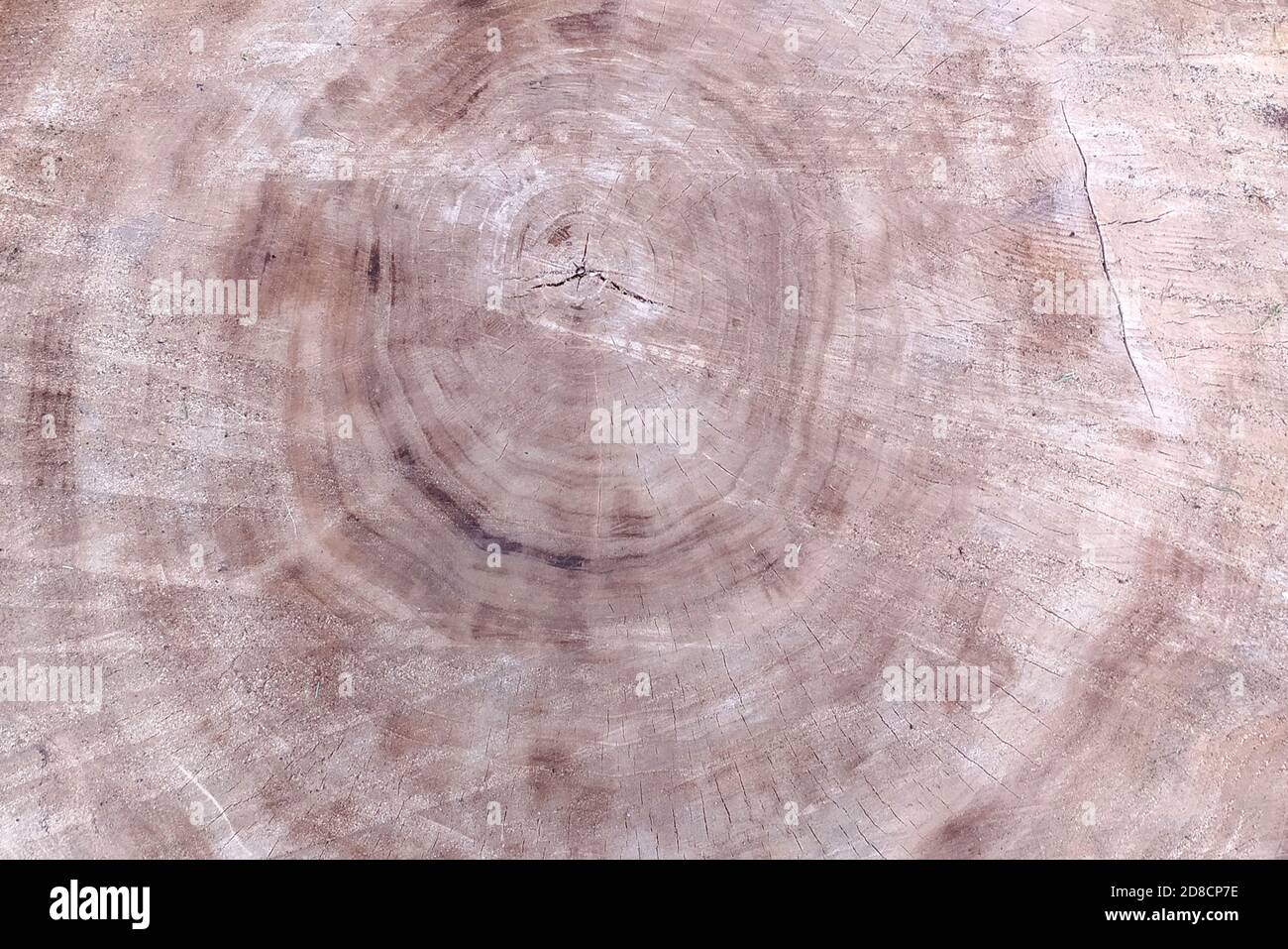 Cadde un albero. Anelli annuali su legno. Lo sfondo testurizzato di un albero naturale. Foto Stock