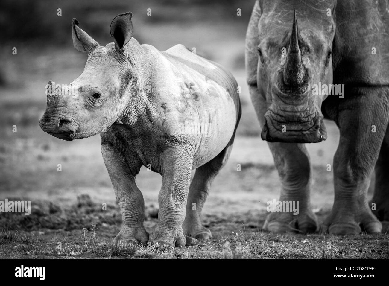 Rinoceronte Sud Africa Foto Stock