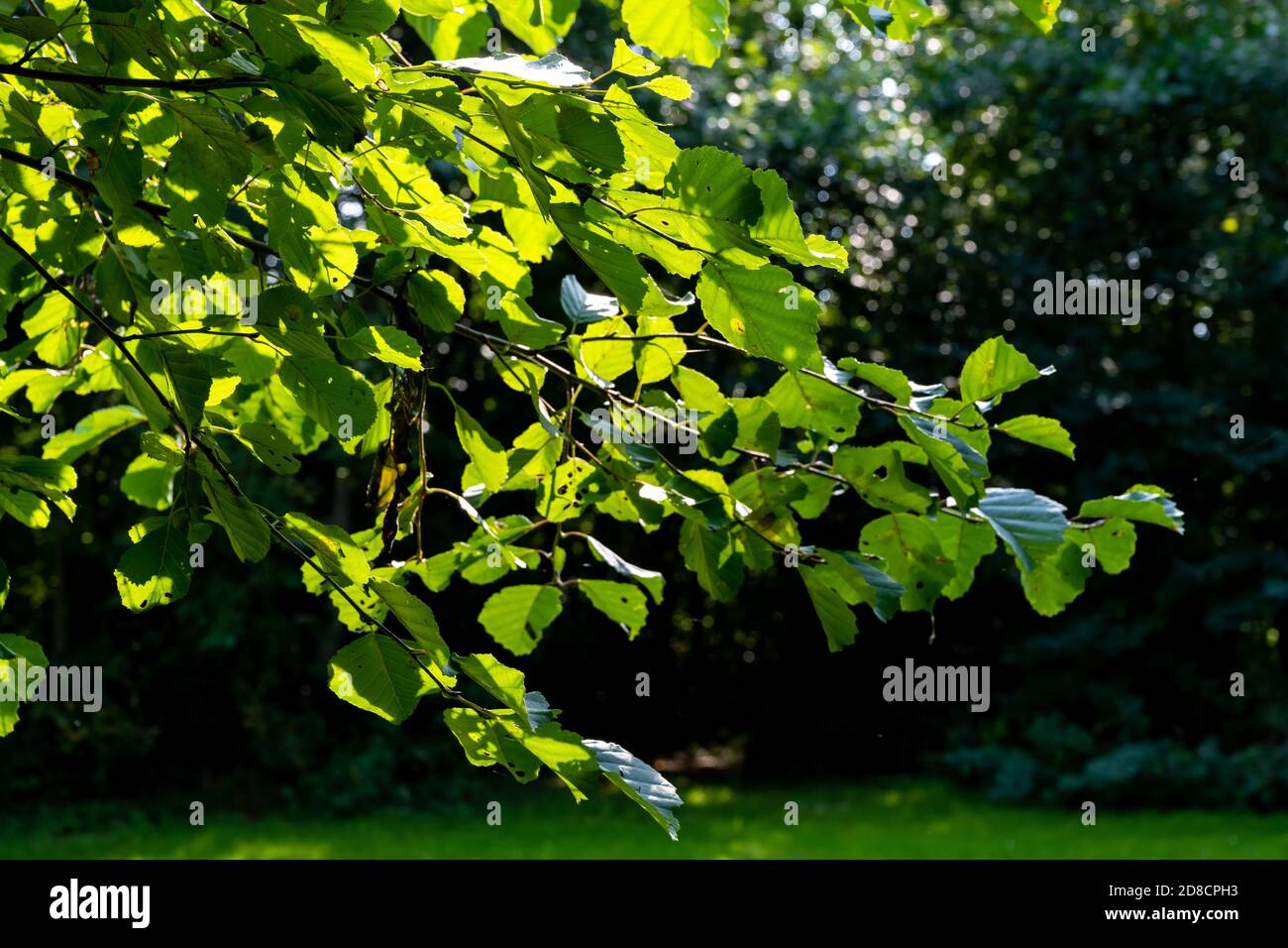 Foglie su un ramo di albero illuminato dal sole. Foto della contea di Scania, Svezia meridionale Foto Stock