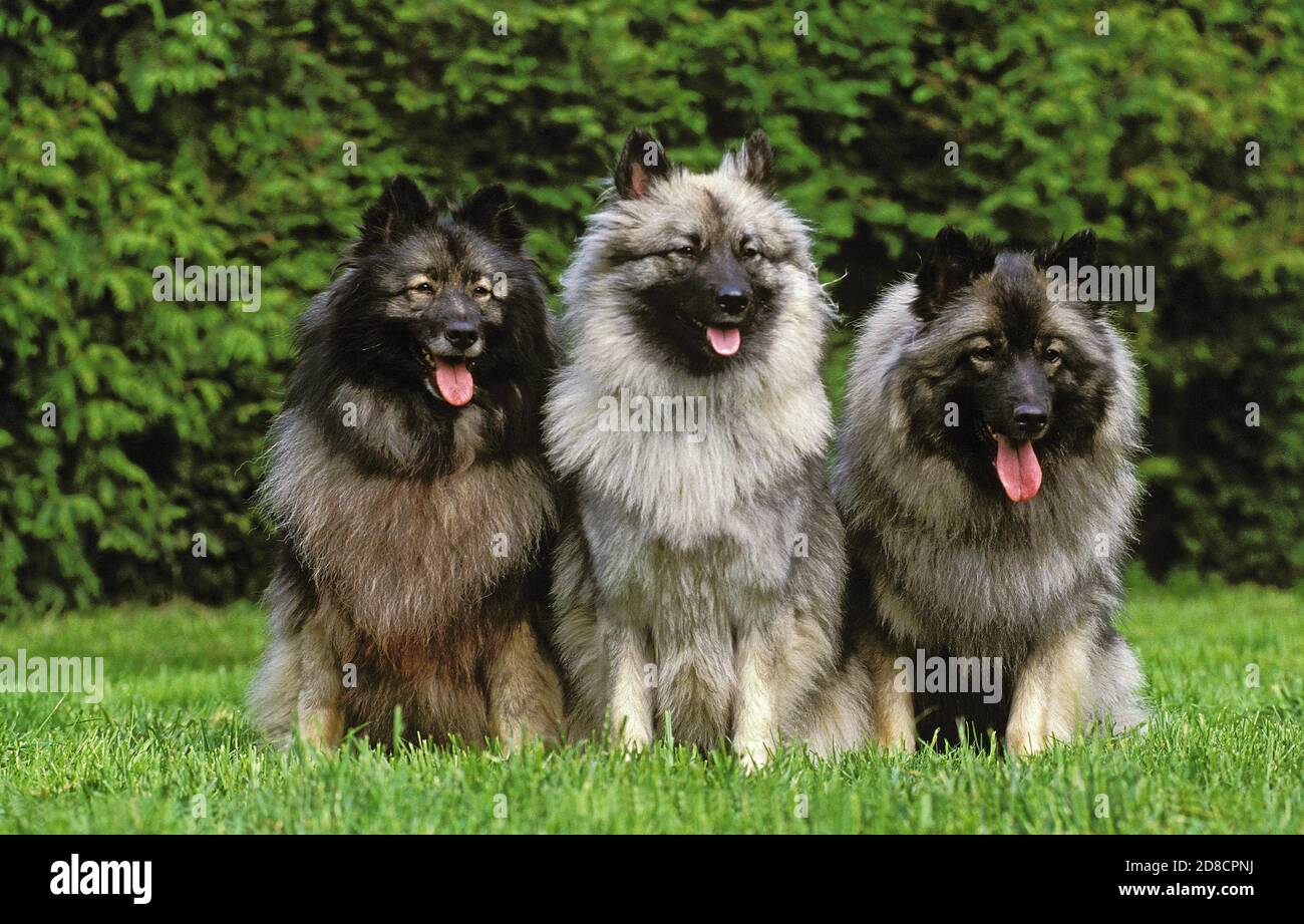 WOLF SPITZ, adulti seduti in erba Foto Stock