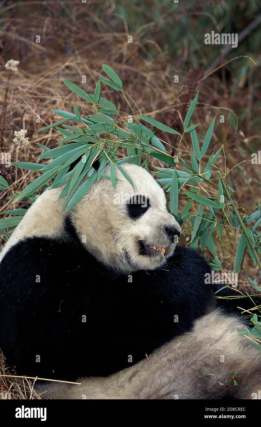 PANDA GIGANTE AILUROPODA MELANOLEUCA, WOLONG RISERVA IN CINA Foto Stock