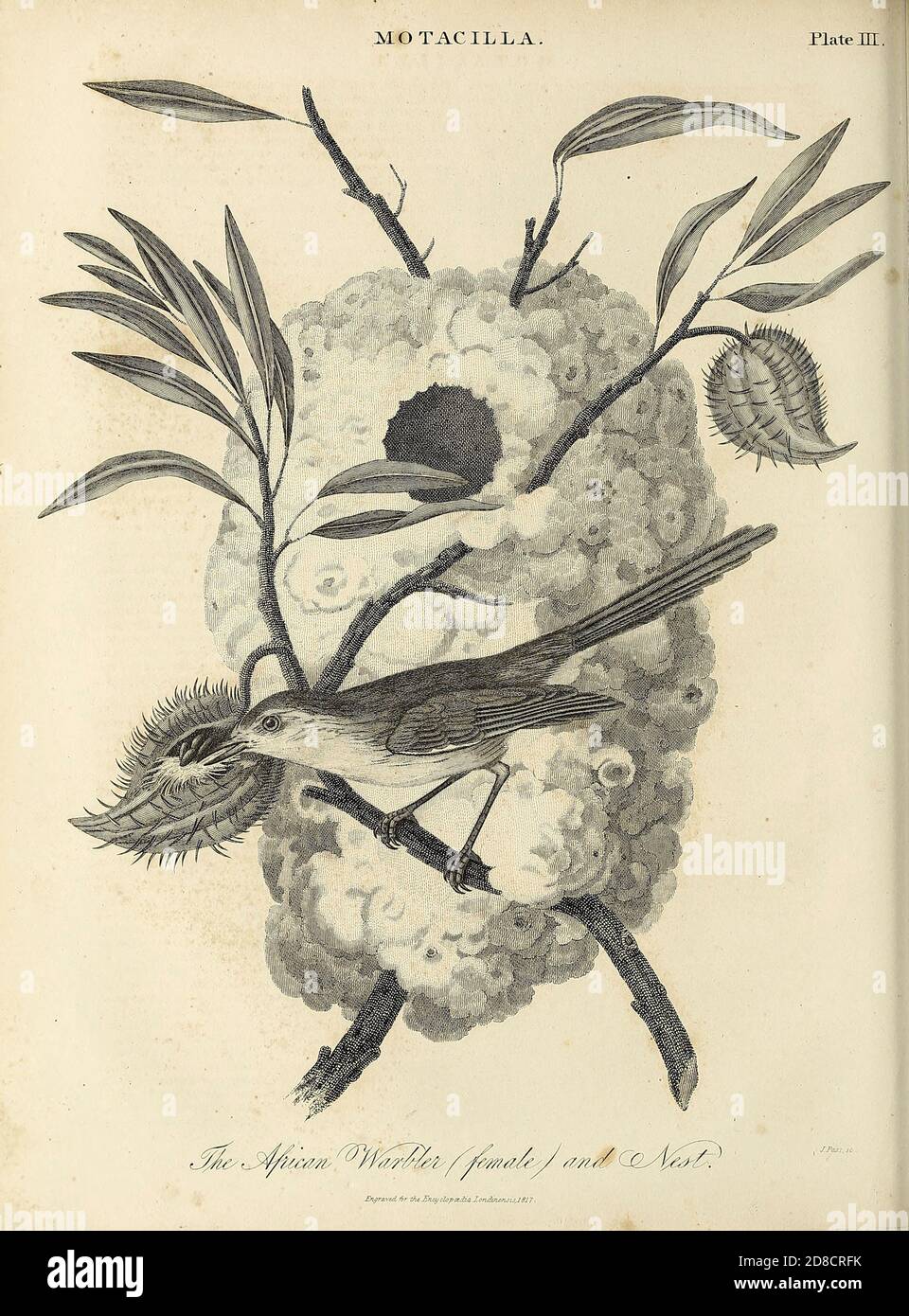 Donna di guerra africana (Macrosphenidae) al suo nido Coppperplate incisione da Encyclopedia Londinensis o, dizionario universale di arti, scienze e letteratura; Volume XVI; a cura di Wilkes, John. Pubblicato a Londra nel 1819 Foto Stock
