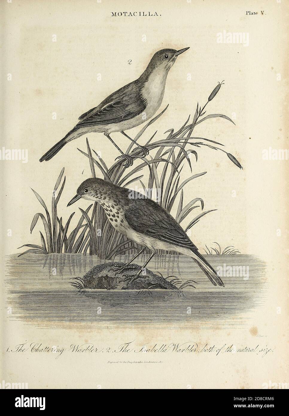Chattering Warbler e Isabella Warbler al bordo dell'acqua incisione Copperplate dall'Enciclopedia Londinensis OR, dizionario universale di arti, scienze e letteratura; Volume XVI; a cura di Wilkes, John. Pubblicato a Londra nel 1819 Foto Stock