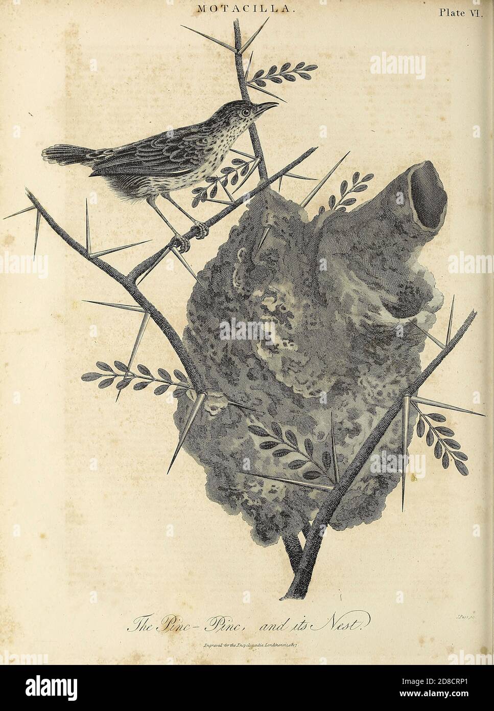 La nuvola cisticola (Cisticola textrix) è un uccello della famiglia Cisticolidae. Si trova in Angola, Lesotho, Mozambico, Sud Africa, Swaziland e Zambia, e il suo habitat naturale è sutropical o tropicale pianura secca prateria. Incisione su copperplate dell'Enciclopedia Londinensis OR, dizionario universale delle arti, delle scienze e della letteratura; Volume XVI; a cura di Wilkes, John. Pubblicato a Londra nel 1819 Foto Stock