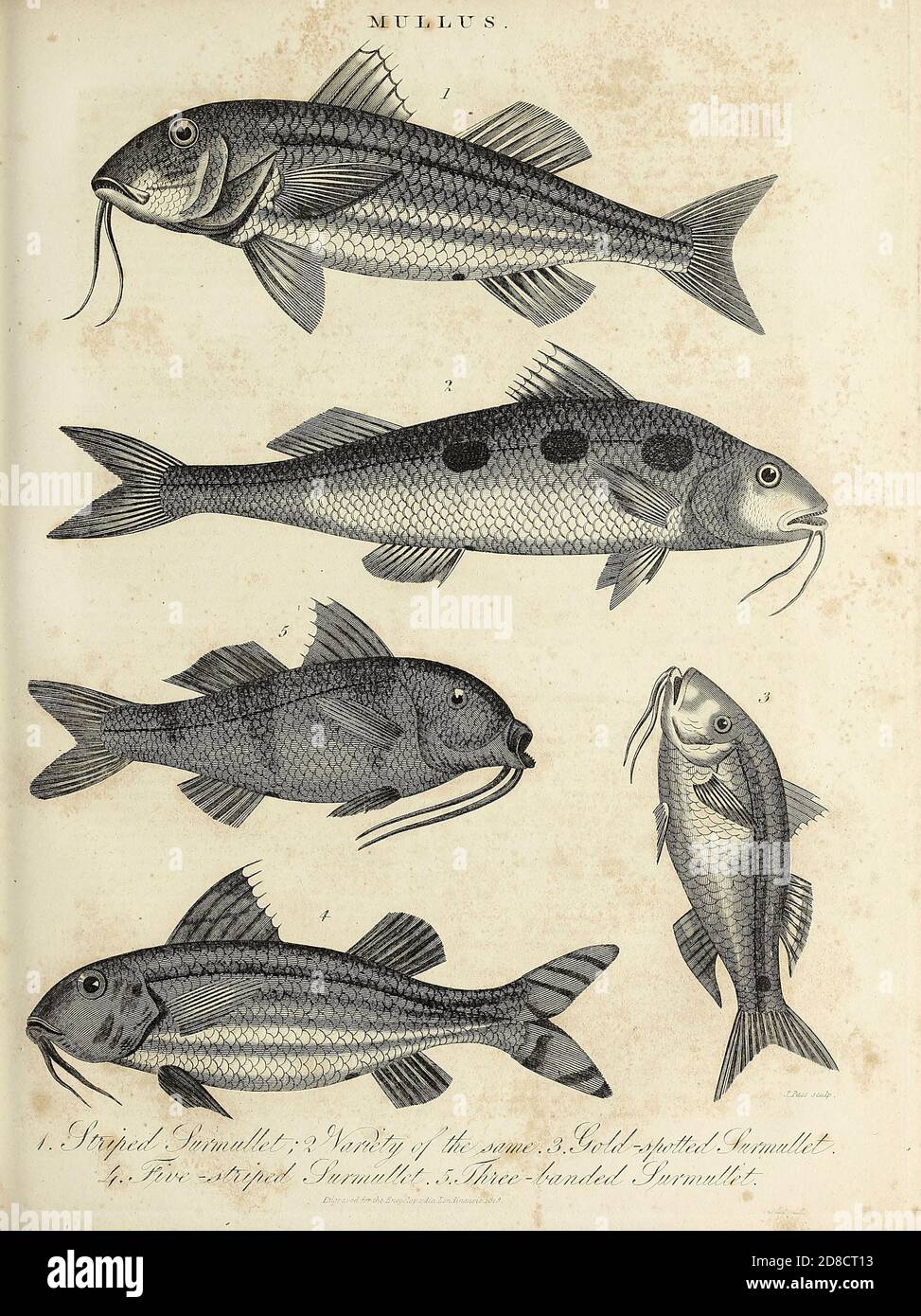 Incisione su copperplate dell'Enciclopedia Londinensis OR, dizionario universale delle arti, delle scienze e della letteratura; Volume XVI; a cura di Wilkes, John. Pubblicato a Londra nel 1819 Foto Stock