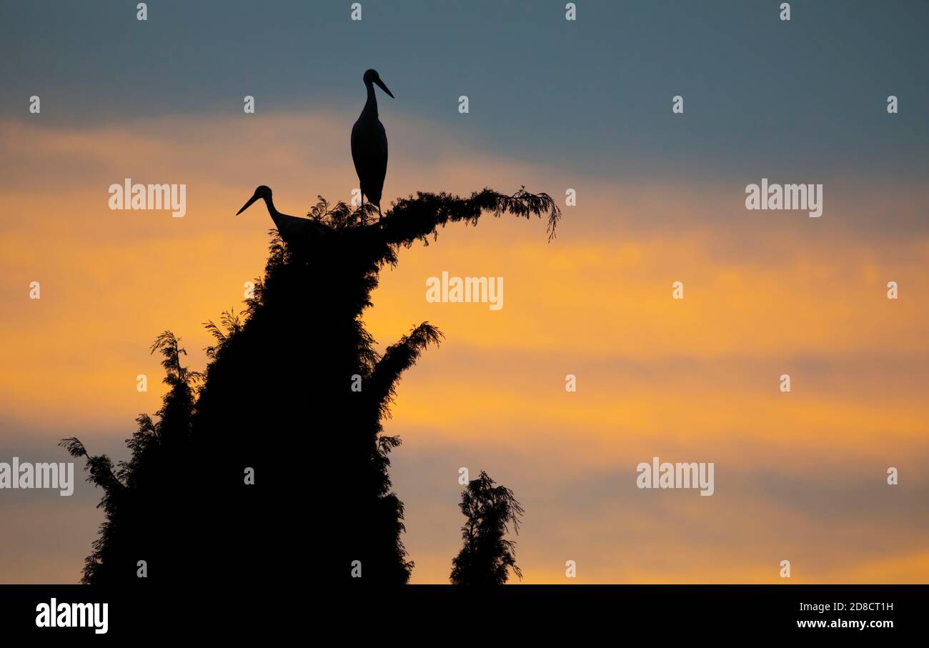 Un paio di cicogne bianche (Ciconia ciconia) si fermano al tramonto per riposarsi in un albero urbano durante la migrazione verso sud. Spagna, Europa. Foto Stock