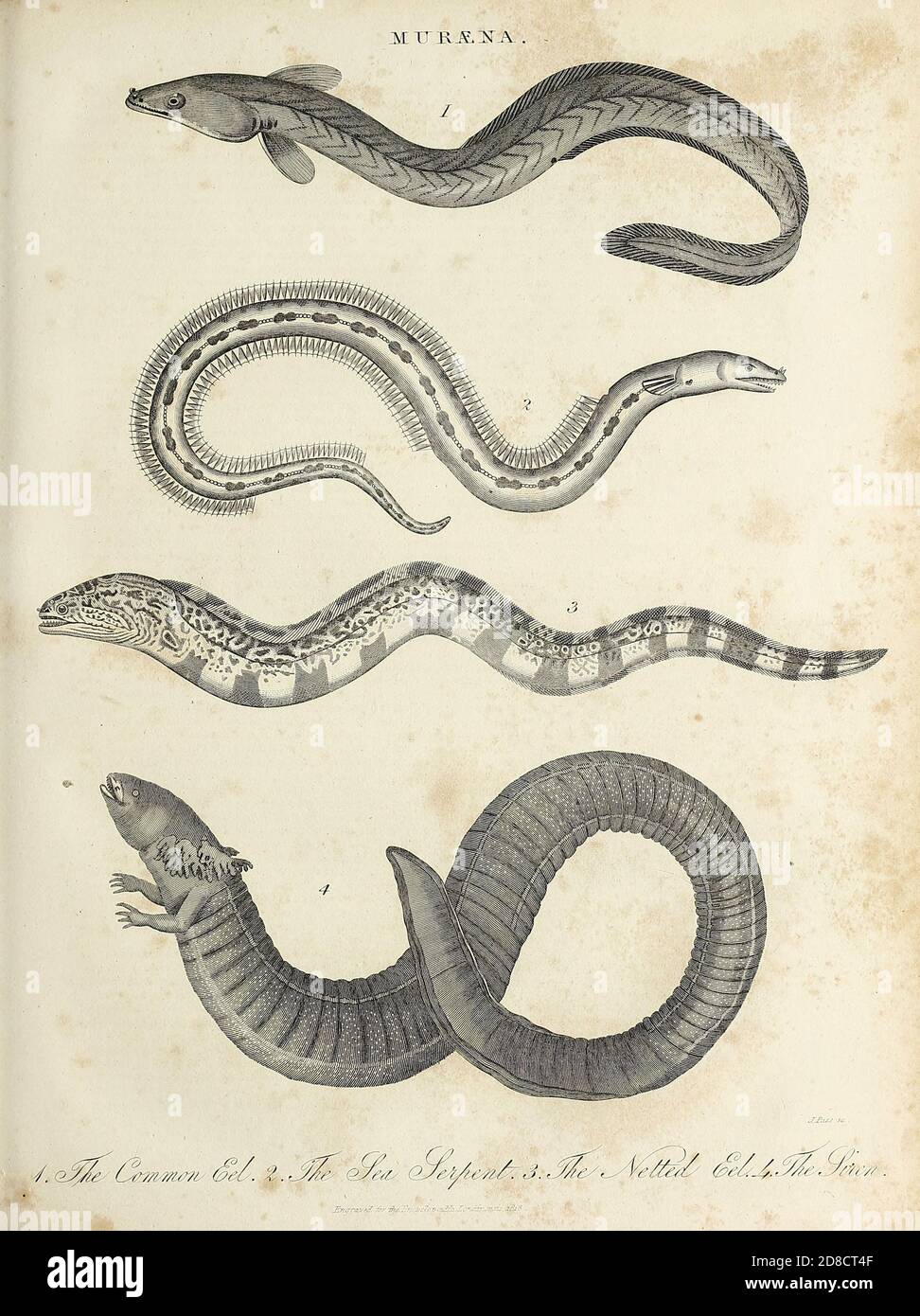 Varie anguille del genere Muraena che contiene dodici specie di anguille grandi della famiglia Muraenidae, comuni nel Mar Mediterraneo. Incisione su copperplate dell'Enciclopedia Londinensis OR, dizionario universale delle arti, delle scienze e della letteratura; Volume XVI; a cura di Wilkes, John. Pubblicato a Londra nel 1819 Foto Stock