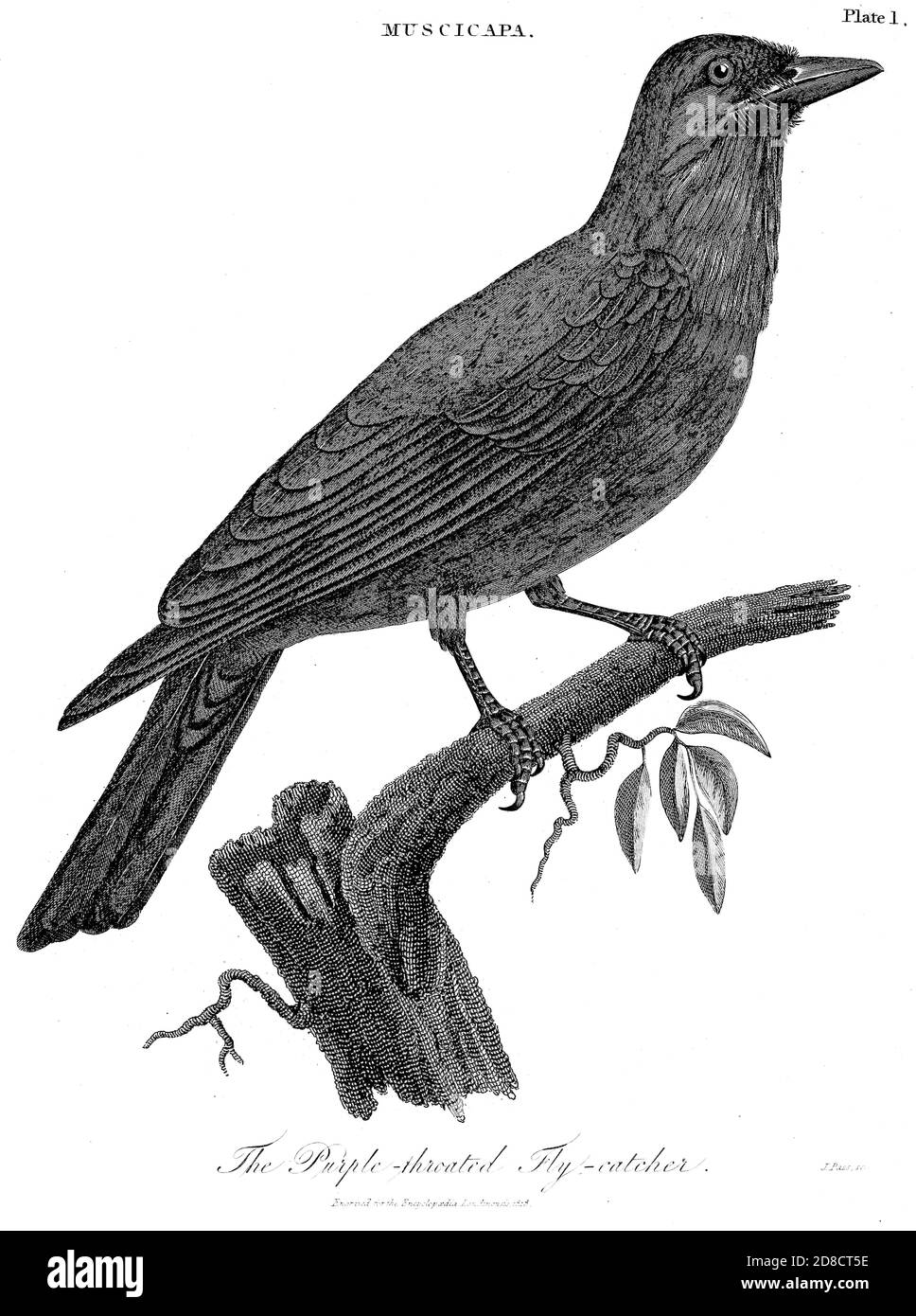Il flycatcher moscicapa, porpora, è un genere di uccelli passerini appartenenti alla famiglia dei flycatcher moscicapidae del Vecchio mondo, e in esso ai flycatcher tipici della sottofamiglia moscicapinae. Sono diffusi in tutta Europa, Africa e Asia, con la maggior parte delle specie che si trovano in habitat forestali e boschivi. Molte specie sono migratrici, che si spostano a sud dall'Europa e dal nord dell'Asia per l'incisione invernale del Copperplate dall'Enciclopedia Londinensis o, dizionario universale delle arti, delle scienze e della letteratura; Volume XVI; a cura di Wilkes, John. Pubblicato a Londra nel 1819 Foto Stock