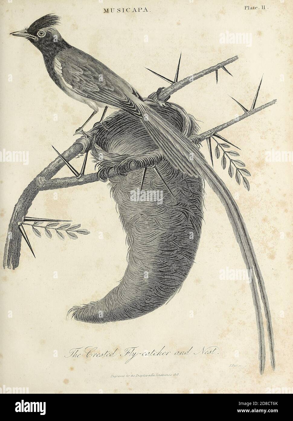 Il moscatcher crestato e il nido Muscicapa è un genere di uccelli passerini appartenenti alla famiglia dei moscatchettieri del Vecchio mondo Muscicapidae, e in esso ai moscatchettieri tipici della sottofamiglia Muscicapinae. Sono diffusi in tutta Europa, Africa e Asia, con la maggior parte delle specie che si trovano in habitat forestali e boschivi. Molte specie sono migratrici, che si spostano a sud dall'Europa e dal nord dell'Asia per l'incisione invernale del Copperplate dall'Enciclopedia Londinensis o, dizionario universale delle arti, delle scienze e della letteratura; Volume XVI; a cura di Wilkes, John. Pubblicato a Londra nel 1819 Foto Stock