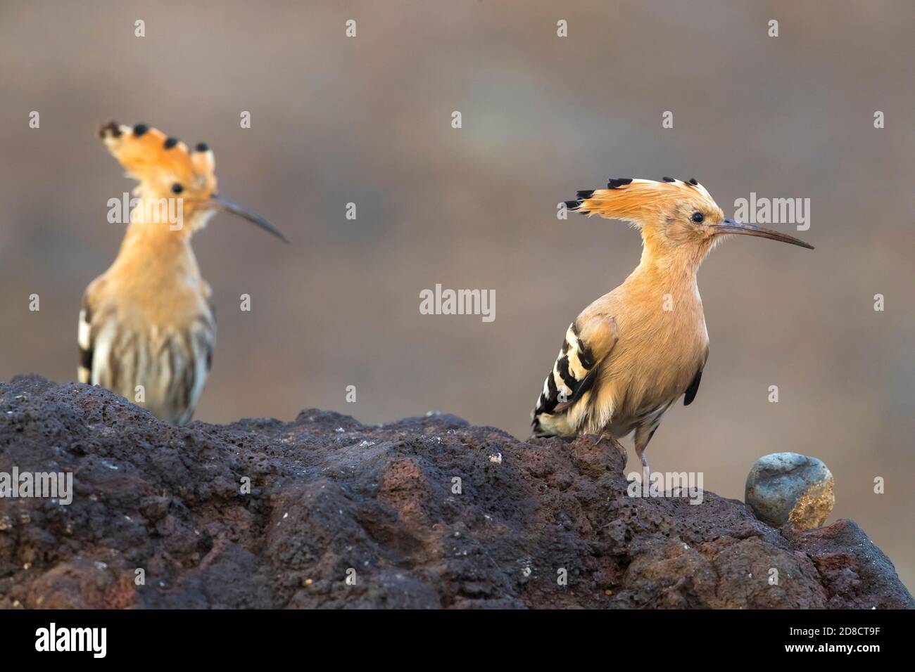 Hoopoe (Upupa epps), due hoopoos che pervado su una roccia vulcanica, Madeira Foto Stock