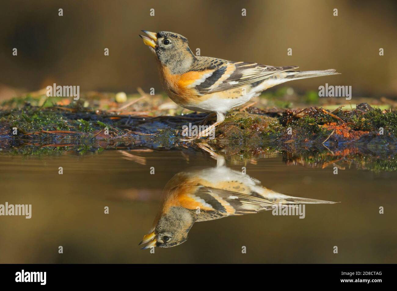 brambling (Fringilla montifringilla), uomo che beve all'acqua, speculare, Olanda Foto Stock