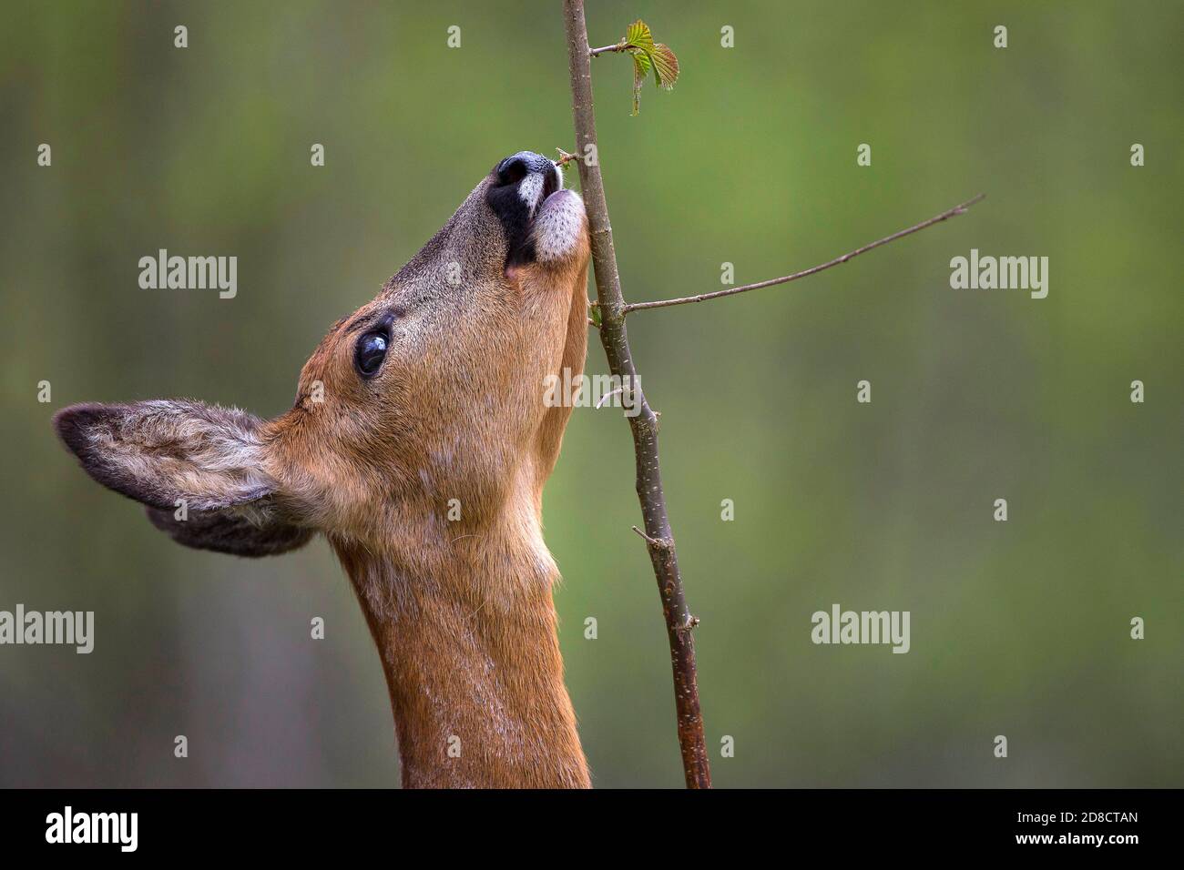 Capriolo (Capreolus capreolus), femmina di cervo che alimenta le foglie giovani di un ramoscello, ritratto, Belgio Foto Stock