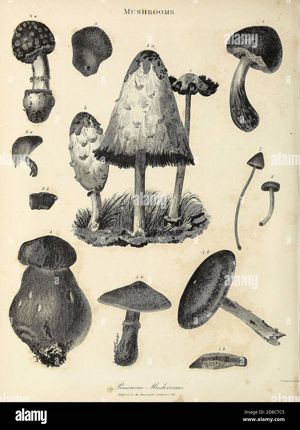 Vari funghi velenosi incisione Copperplate dall'Enciclopedia Londinensis OR, dizionario universale di arti, scienze e letteratura; Volume XVI; a cura di Wilkes, John. Pubblicato a Londra nel 1819 Foto Stock