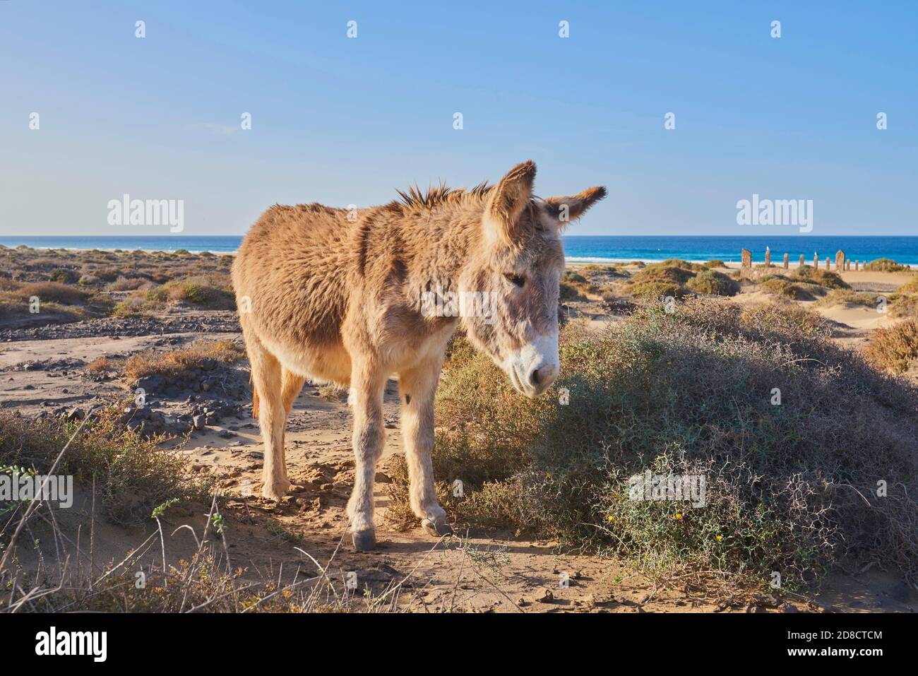 Asino domestico (Equus asinus asinus), in piedi sulla spiaggia, Isole Canarie, Fuerteventura, Playa de Cofete, Cofete Foto Stock