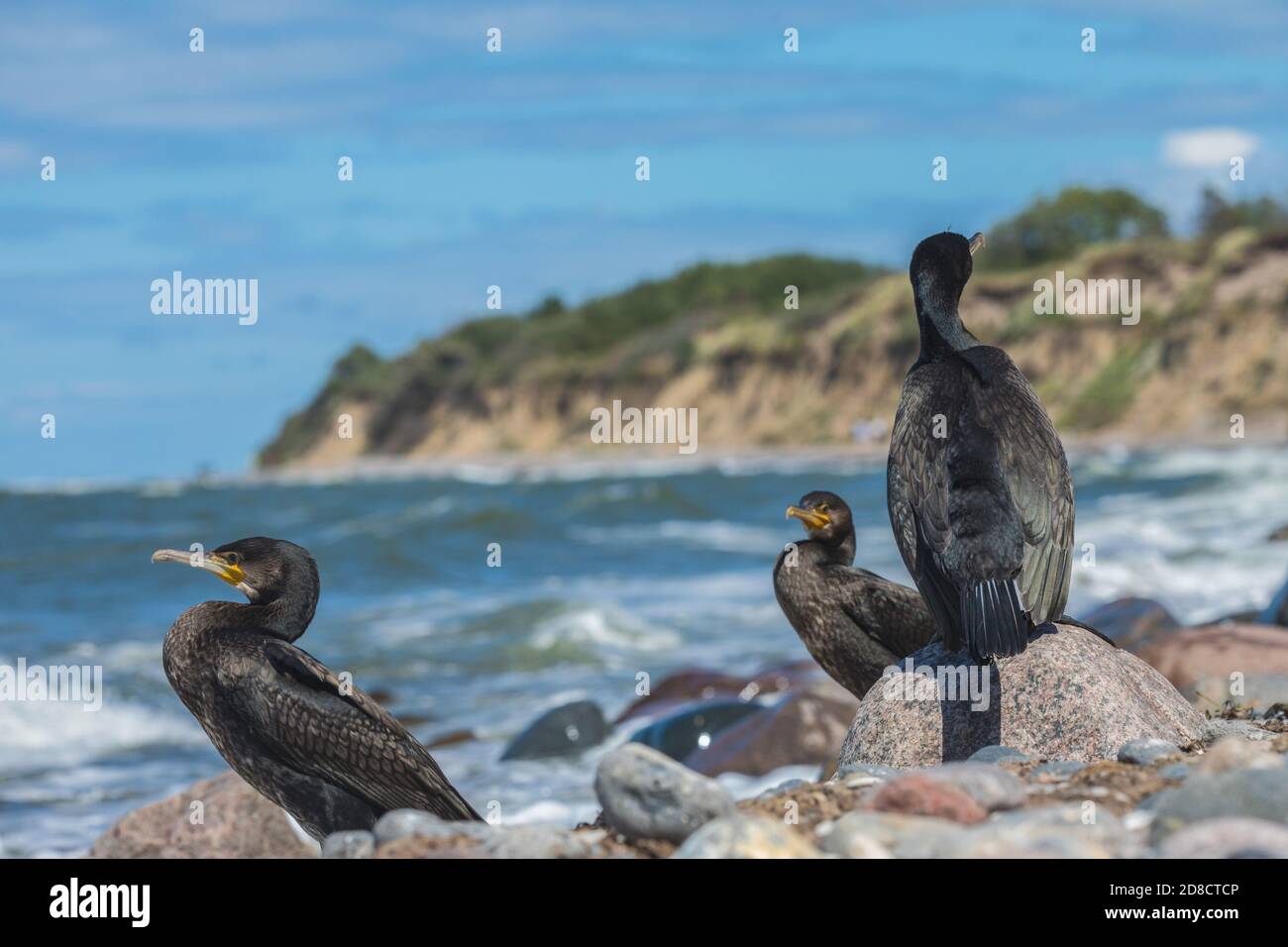 Grande cormorano (Phalacrocorax carbo), truppa all'oceano Baltico, Germania, Meclemburgo-Pomerania occidentale, Ruegen Foto Stock