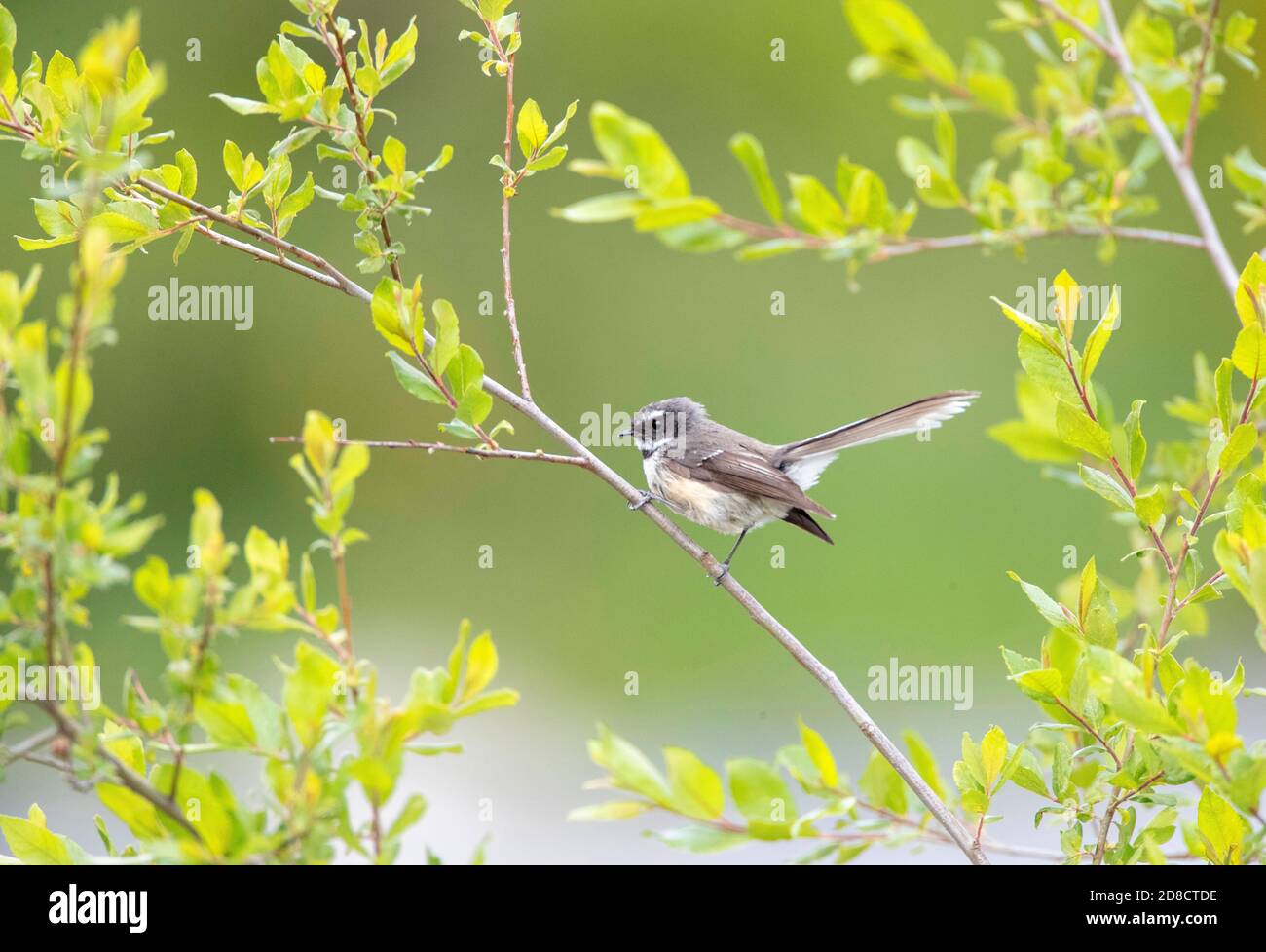 Chatham Island Fantail (Rhipidura fuliginosa penita, Rhipidura penita), che si trova su un ramo su un albero, vista laterale, Nuova Zelanda, Isola del Nord, Foto Stock