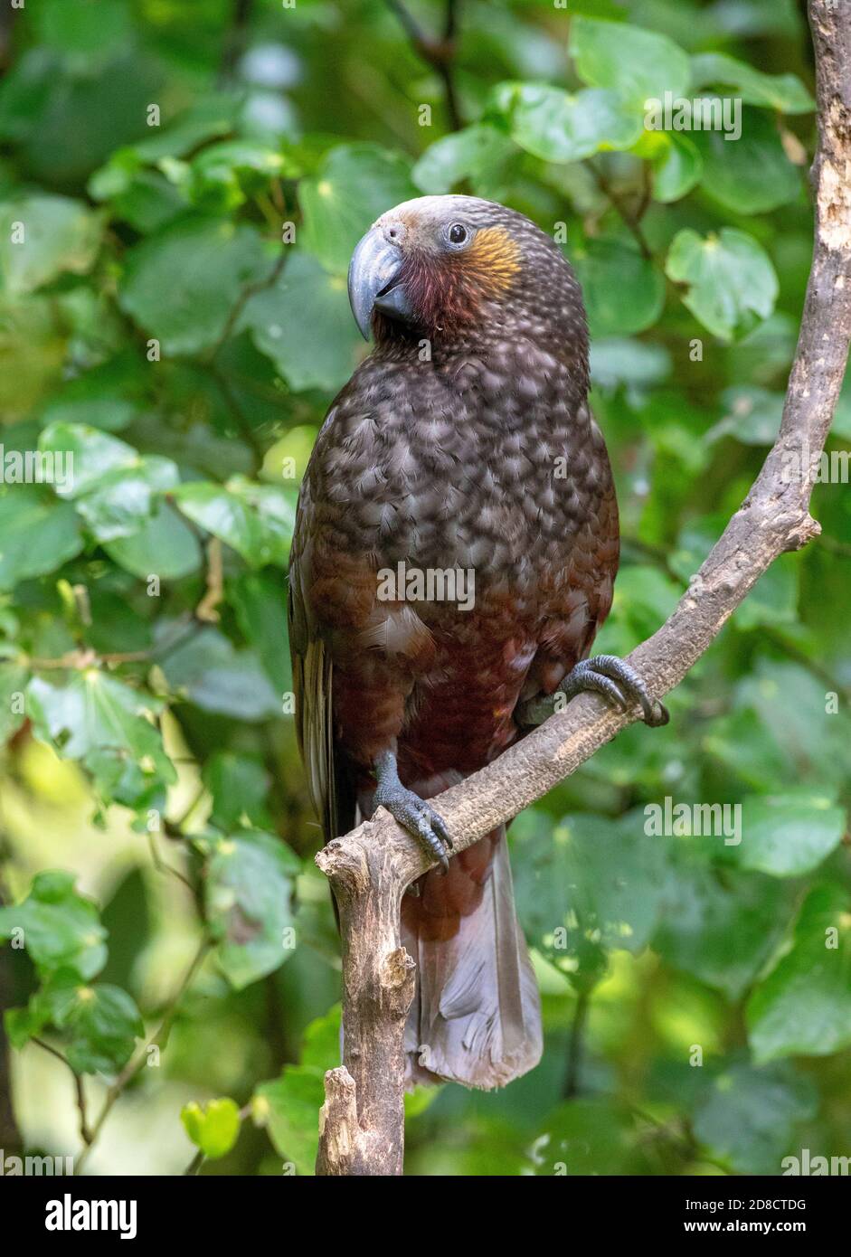 Isola del nord kaka (Nestor meridionalis septentrionalis), che perching su un ramo, Nuova Zelanda, Isola del Nord, Santuario di Zealandia Foto Stock