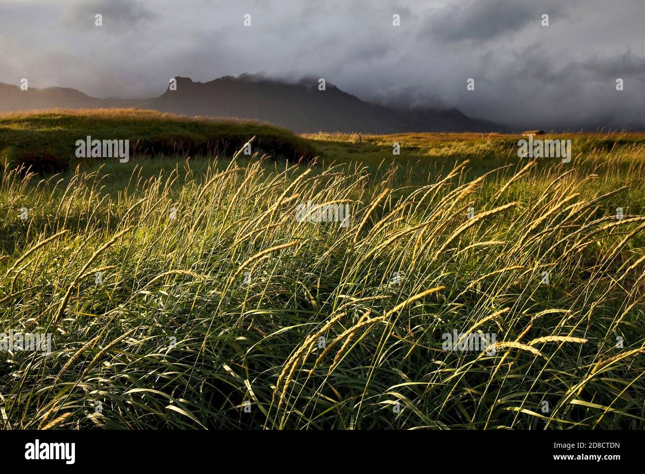 Erba da spiaggia, erba da spiaggia europea, erba di marram, psamma, canna di mare (Ammophila arenaria), erba da spiaggia nel vento, Langaholt, Snaefellsnes, Foto Stock