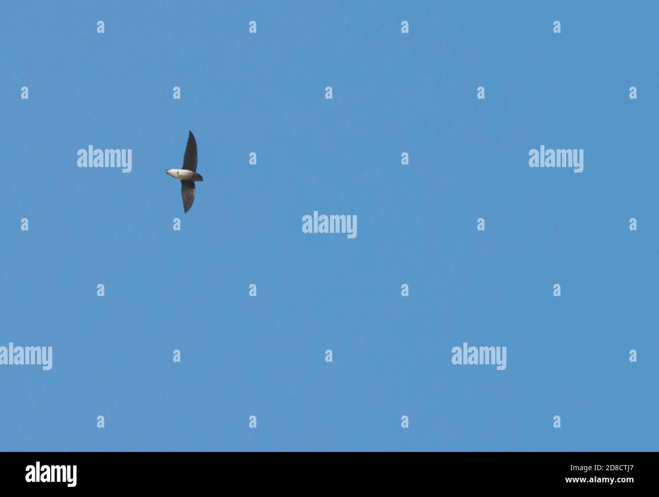 Indiano bianco-rumped spinetailed Swift, White-rumped Needletail (Zoonavena sylvatica), in volo, India, Parco Nazionale Corbett Foto Stock