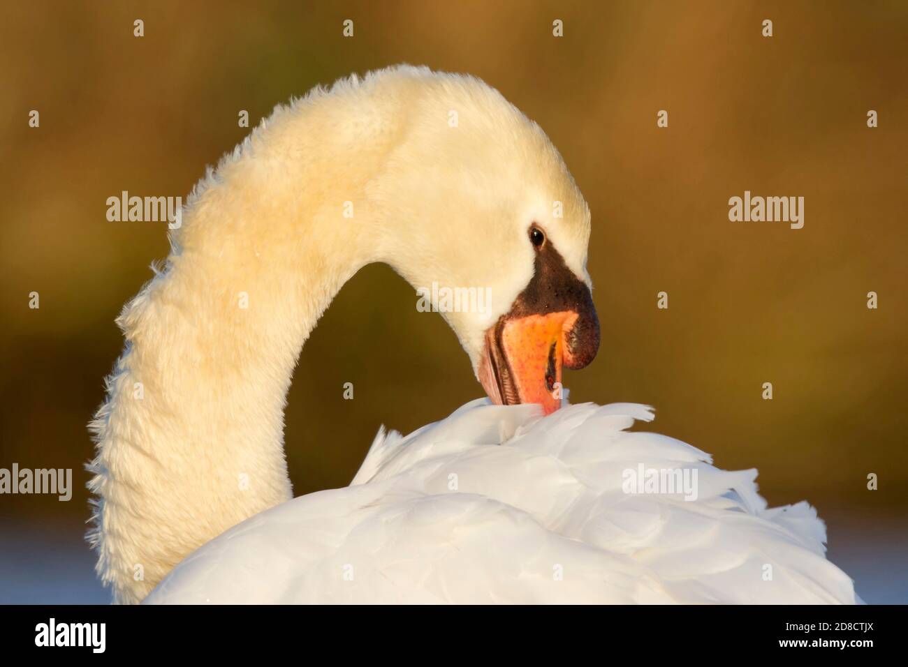 Mute Swan (Cygnus olor), ritratto, grooming, Paesi Bassi, Sud Olanda Foto Stock
