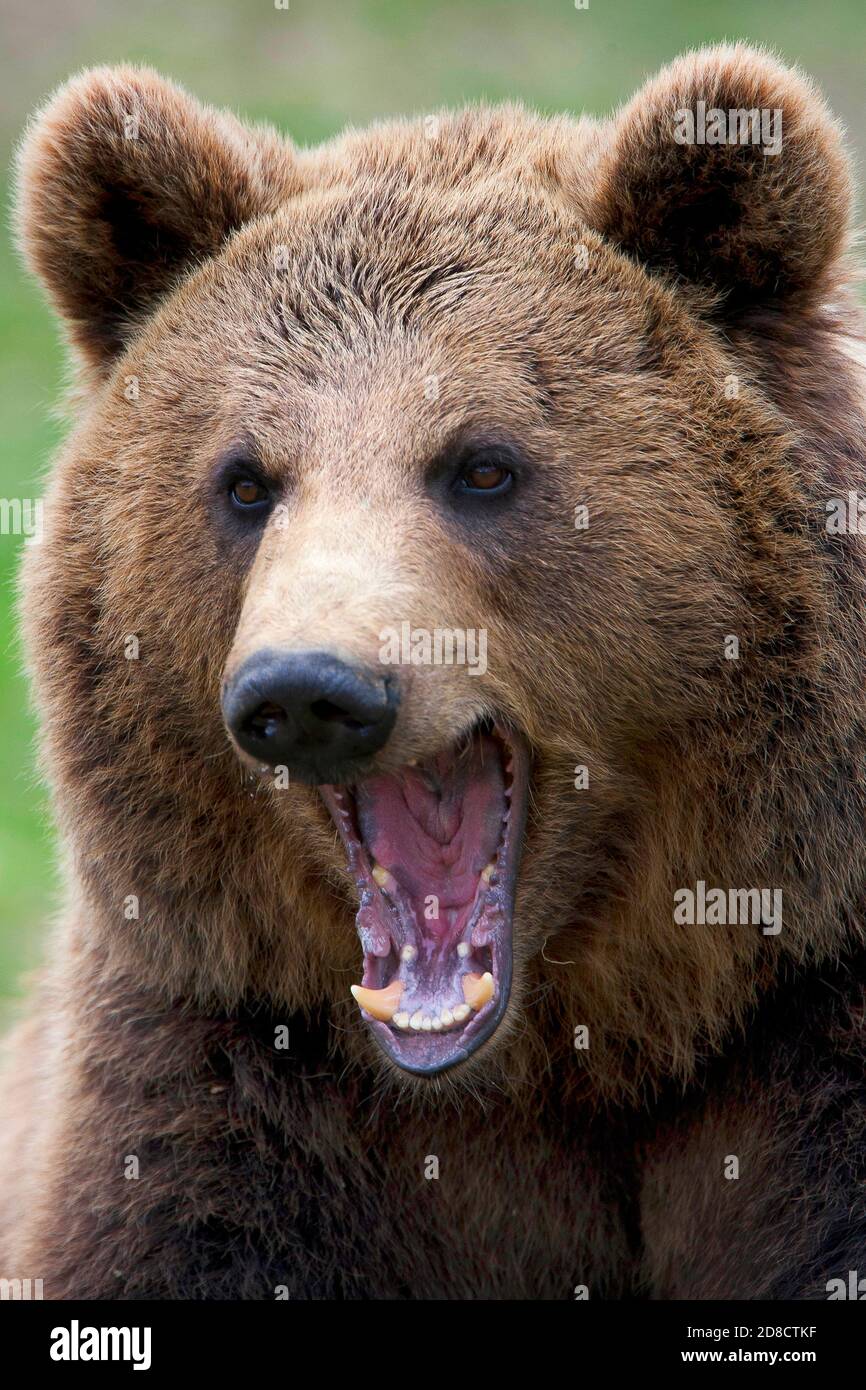 Orso bruno (Ursus arctos), ritratto a bocca aperta, Finlandia Foto Stock