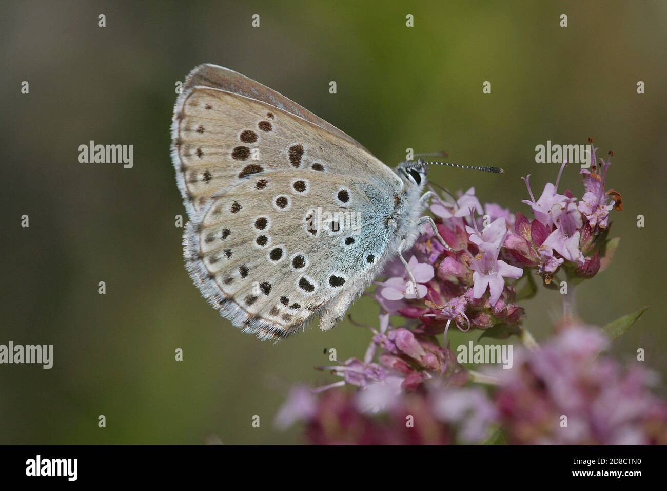 Grande blu (Phengaris arion, Maculinea arion, Glaucopsyche arion), siede sul timo, Germania Foto Stock