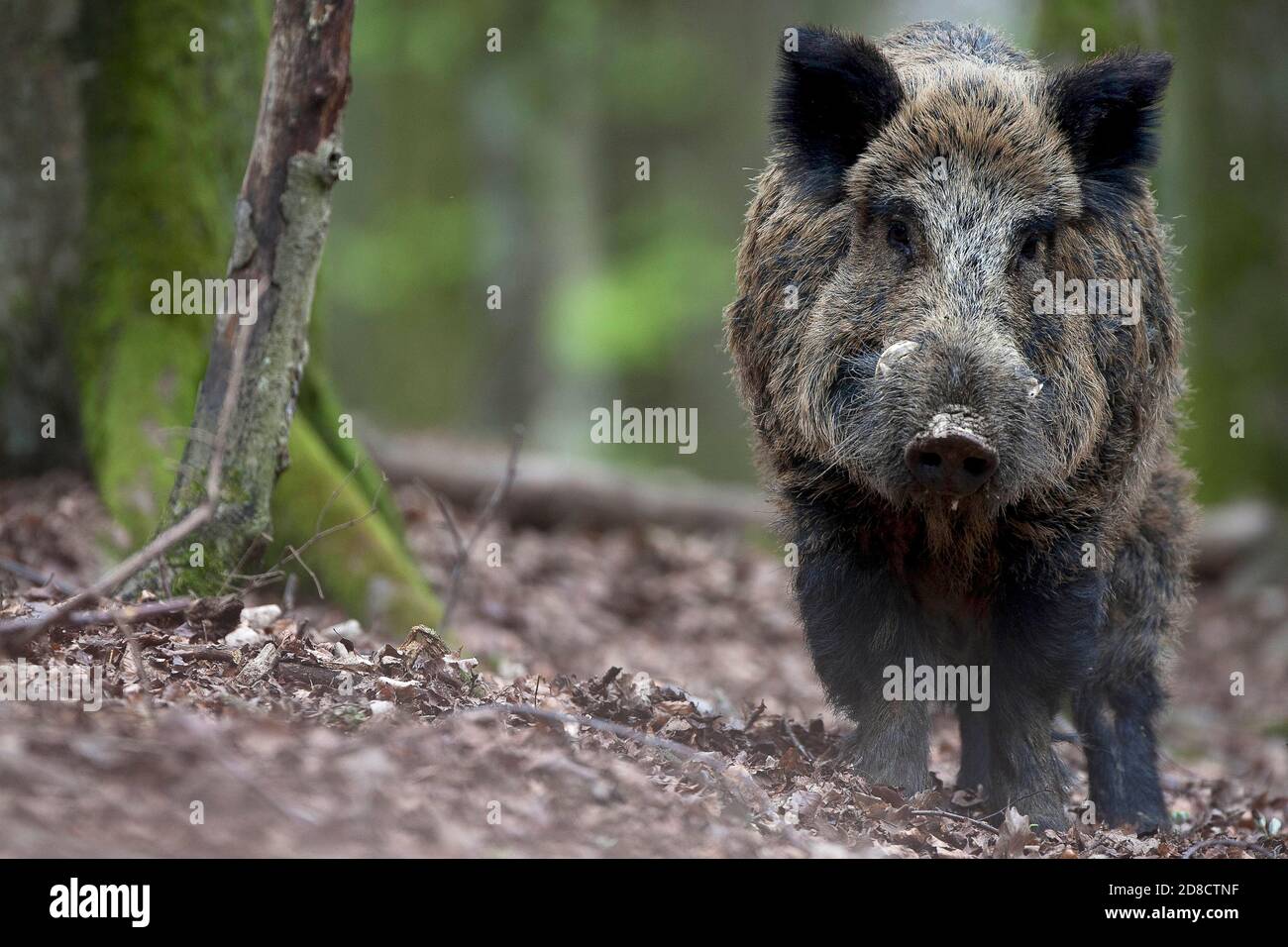 Cinghiale, maiale, cinghiale (Sus scrofa), scrofa selvatico in una foresta, vista frontale, Germania, Foresta Nera Foto Stock
