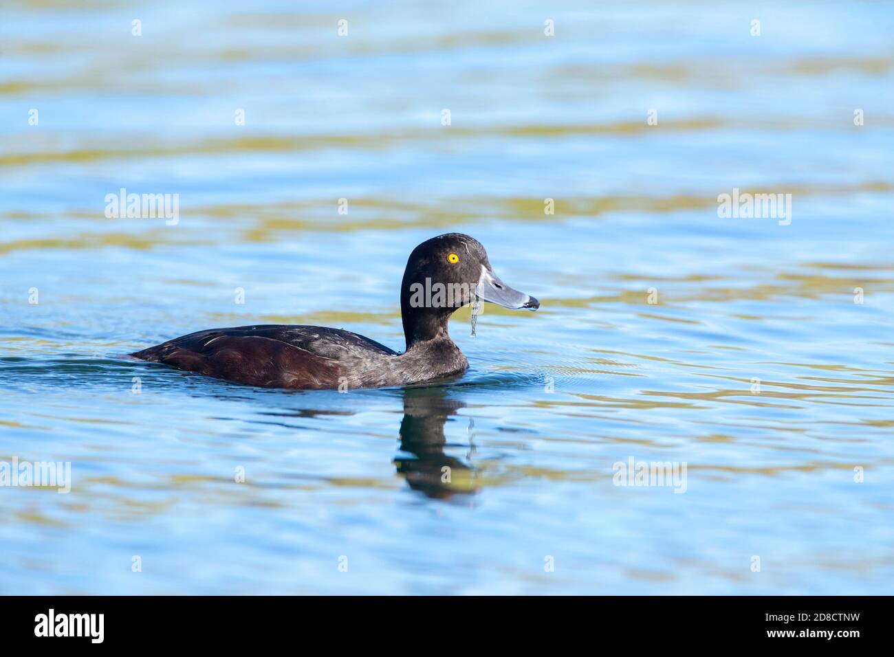 Paup neozelandese (Aythya novaeseelandiae), nuoto maschile, vista laterale, Nuova Zelanda, Isola del Nord, Waro Limestone Scenic Reserve, Hikurangi Foto Stock