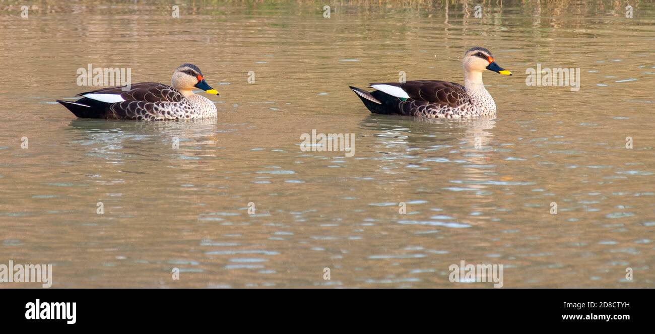 Anatre di puledra (Anas poecilorhyncha), coppia che nuota in un lago d'acqua dolce, India Foto Stock