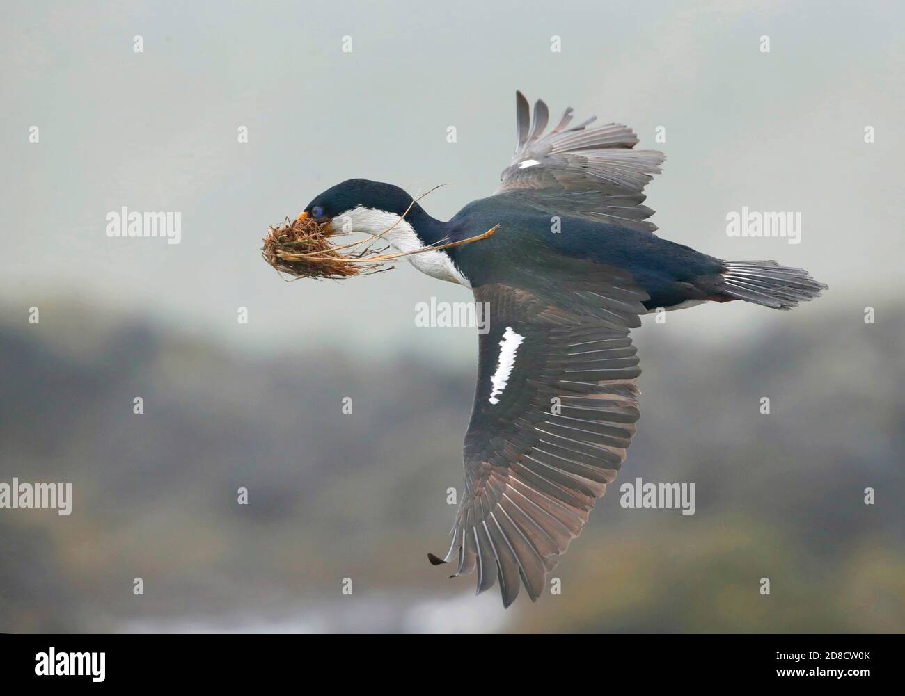 Macquarie Shag (Leucocarbo purascens, Phalacrocorax purascens), adulto che vola verso la costa, trasportando materiale di nidificazione, Australia, Tasmania, Foto Stock