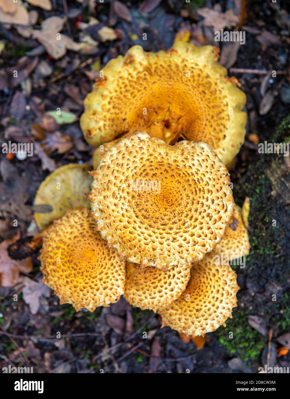 Shaggy Pholiota Squarrosa fungo che cresce sotto antico albero di quercia, Butley, Suffolk, Inghilterra, UK Foto Stock