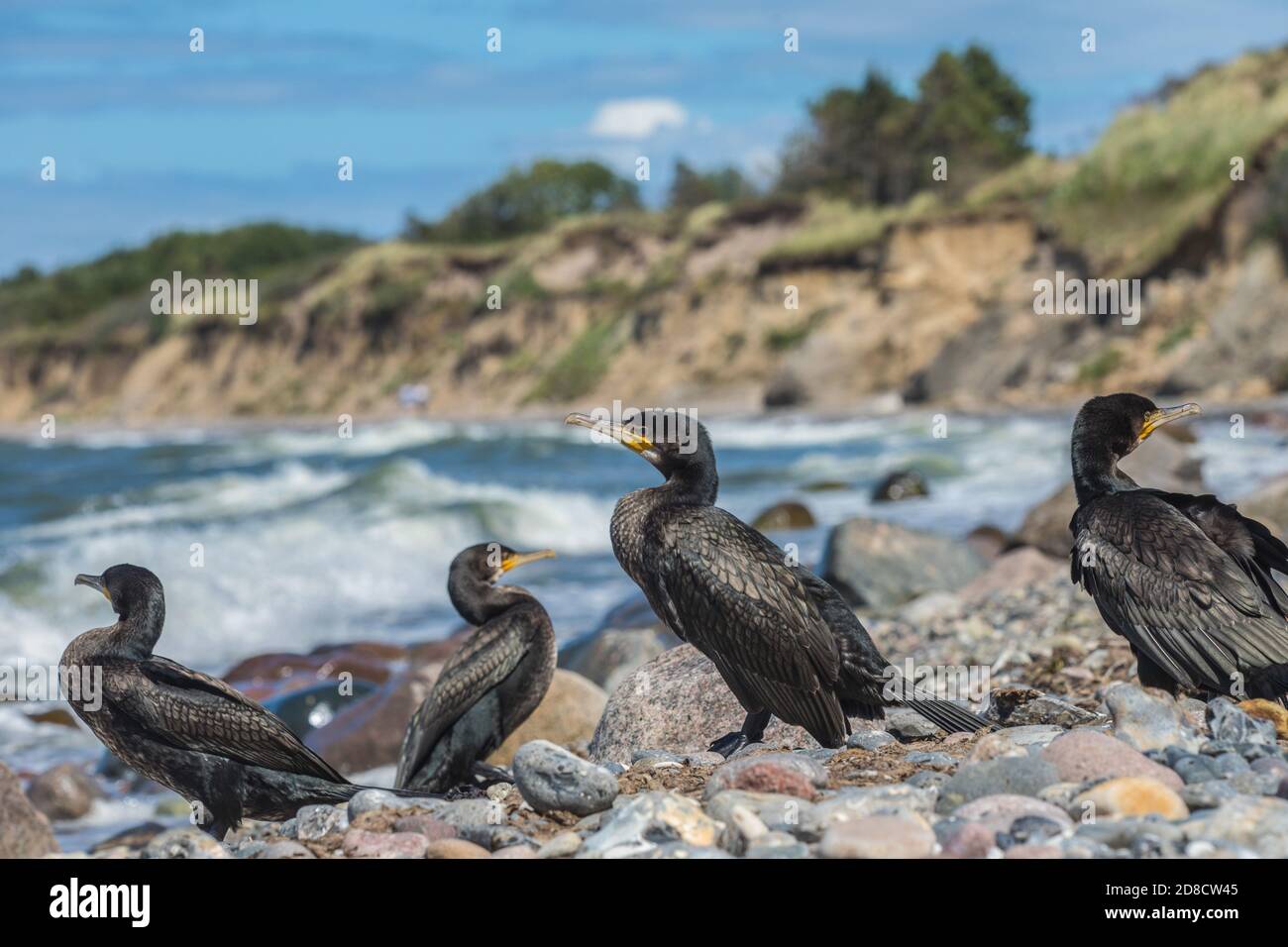 Grande cormorano (Phalacrocorax carbo), truppa all'oceano Baltico, Germania, Meclemburgo-Pomerania occidentale, Ruegen Foto Stock