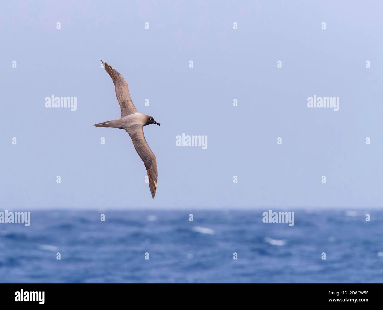 Albatross chiaro-manled, albatross grigio-manled, albatross di soia chiaro-manled, (Phoebetria palpebrata), che vola alto sopra l'Oceano Pacifico tra Foto Stock