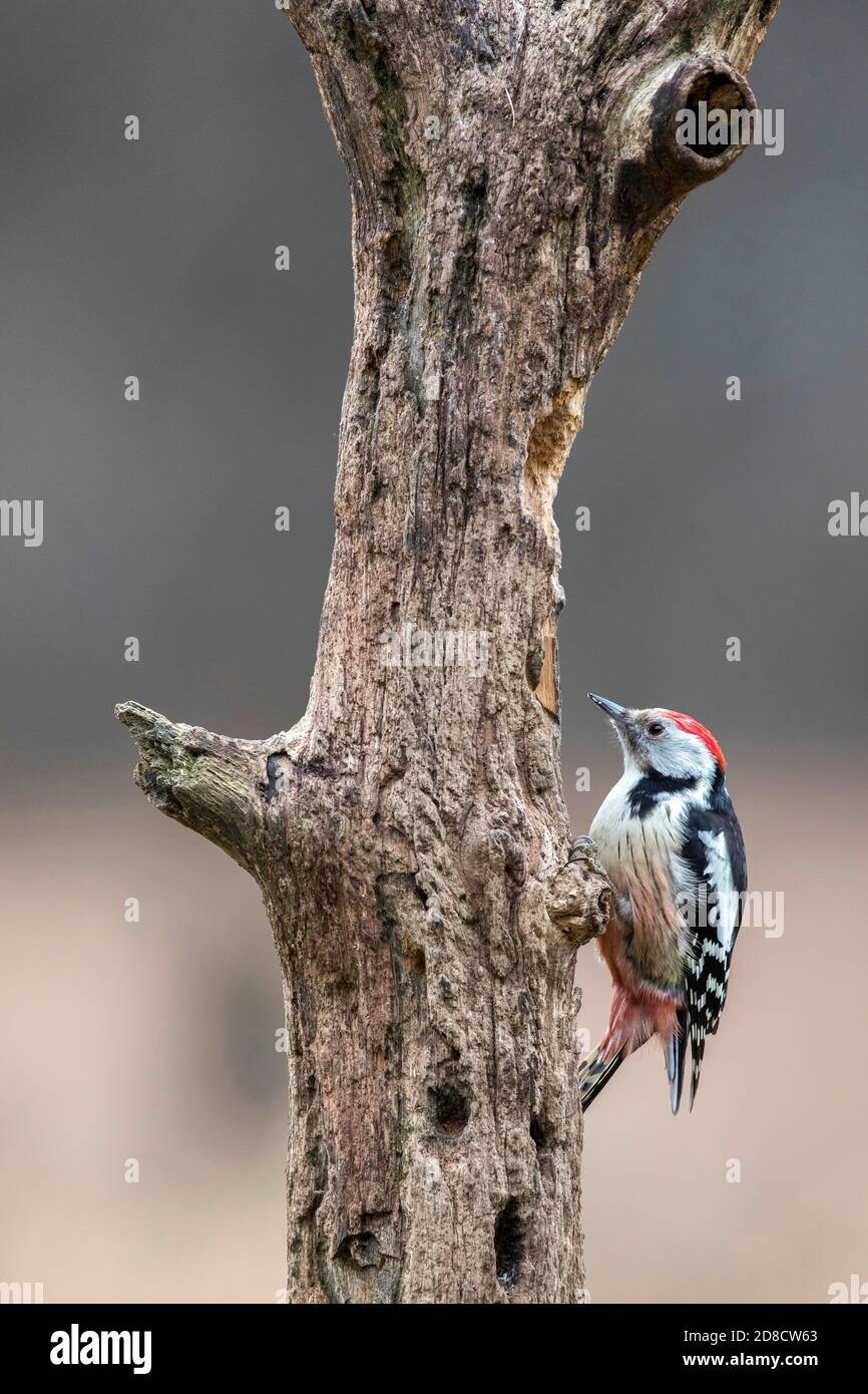 Picchio medio macchiato (Picoides medius, Dendrocopos medius, Leiopicus medius, Dendrocoptes medius), seduto in un tronco morto, Polonia, Bialowieza Foto Stock