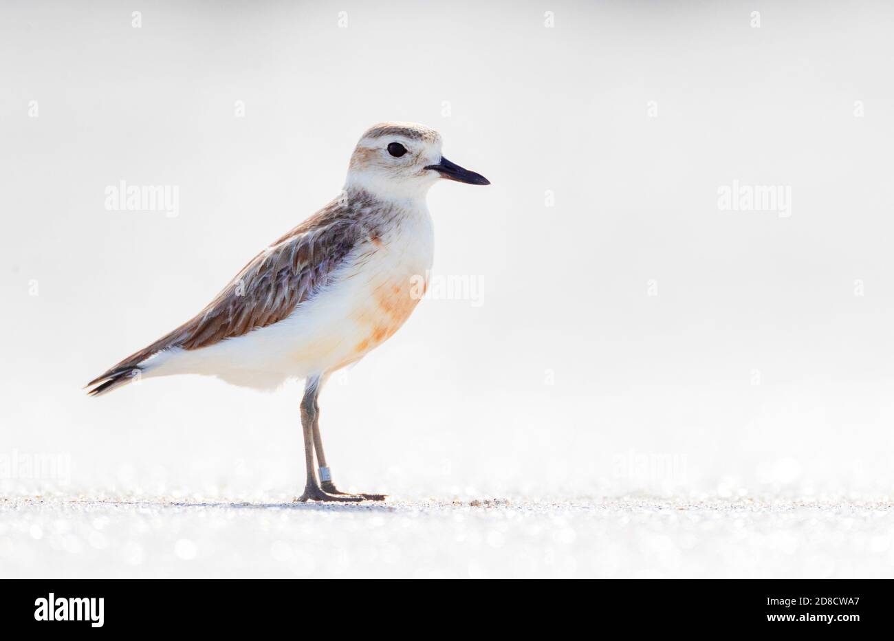 Pover neozelandese, pover rosso-breasted, dotterel neozelandese (Charadrius oscurus), beringed neozelandese dotterel in piedi sulla spiaggia, vista laterale, Foto Stock